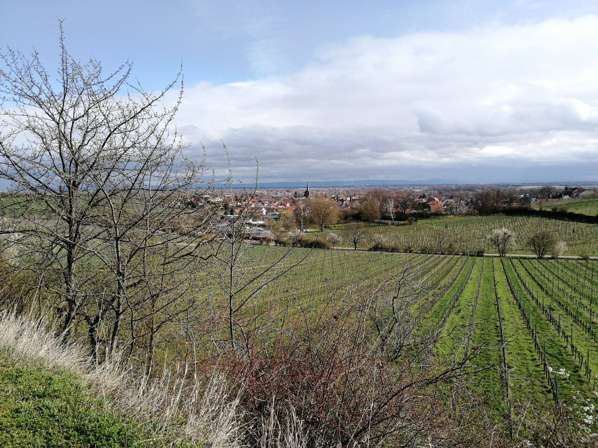 Blick auf Deidesheim und Rheinebene 