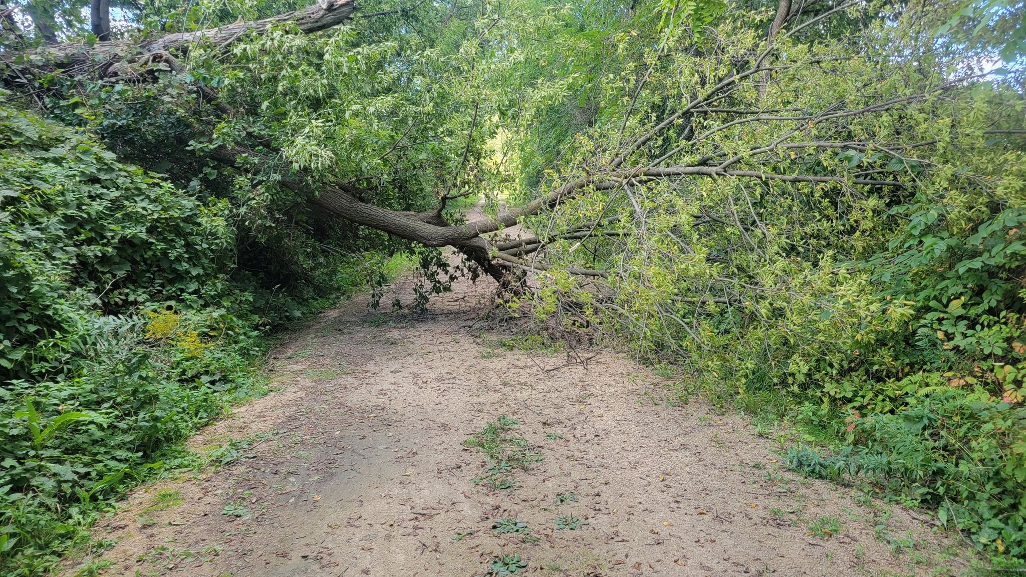 Fallen tree across a dirt path surrounded by dense green foliage. - Charming stream and bridge with spring Marsh Marigolds loop from I-41/WIS 76 Park and Ride