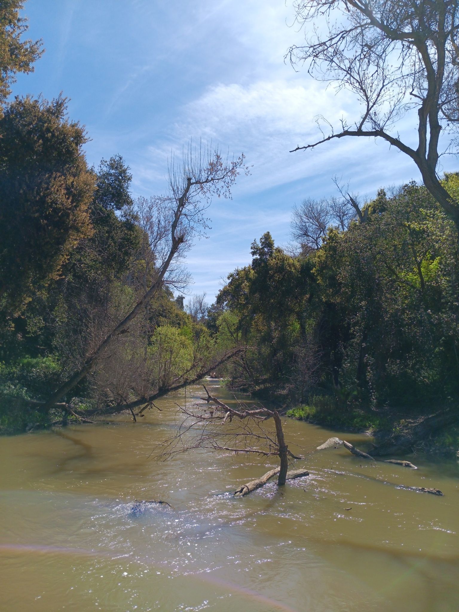 Murky river flowing through a forest, with fallen branches in the water. - Coyote Creek Trail – Stonegate Park loop from Blossom Hill
