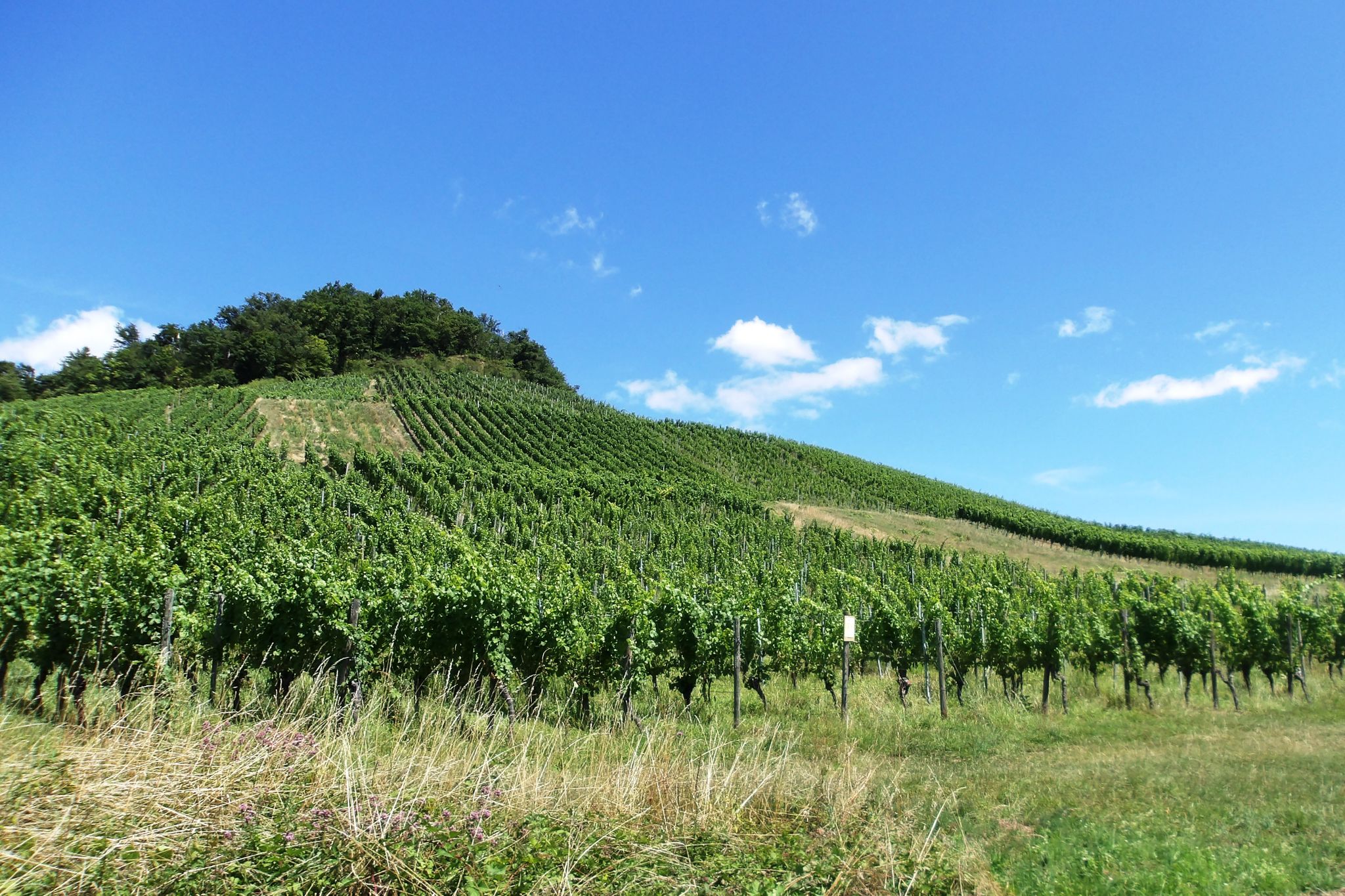 Elfinger Berg