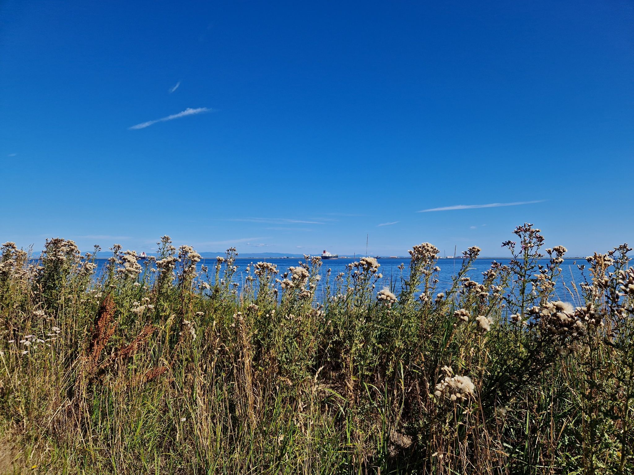 Tall wildflowers frame a calm blue sea under a clear, bright sky. - Olympic Discovery Trail: Port Angeles Waterfront