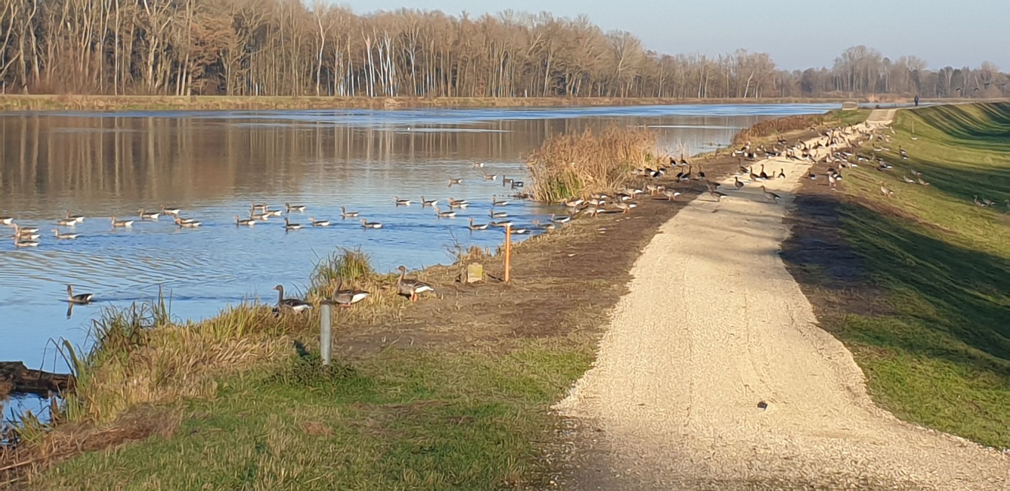 Gänse Invasion