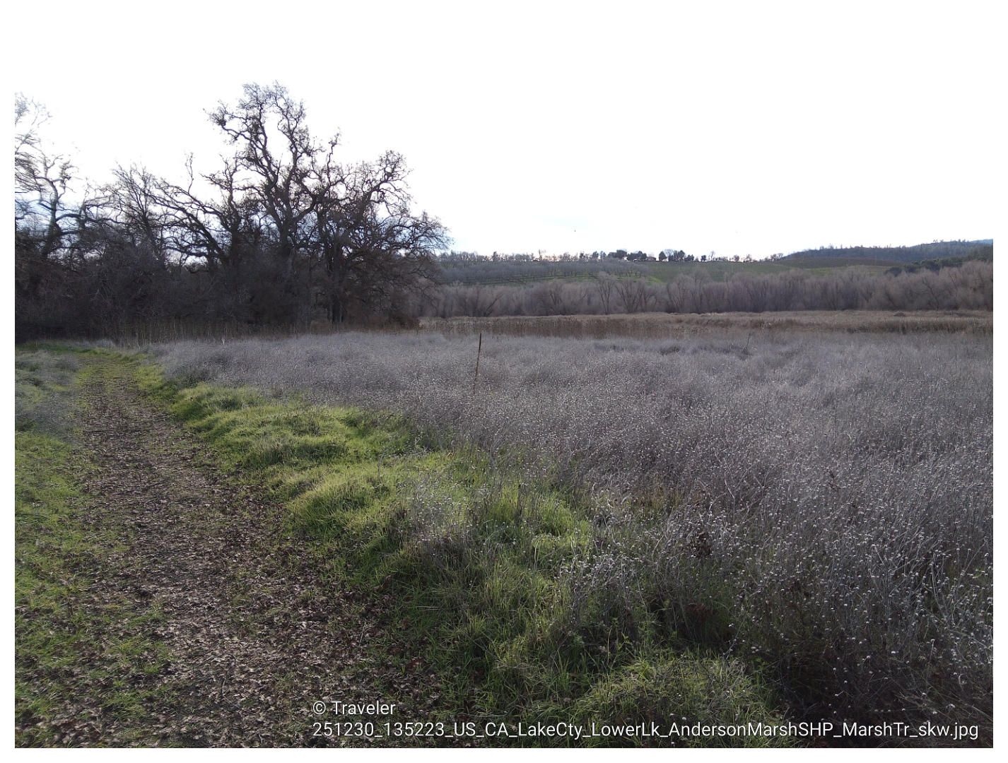 Dirt path alongside dry marshland with bare trees under bright sky. - Anderson Flats and Ridge Trail Loop