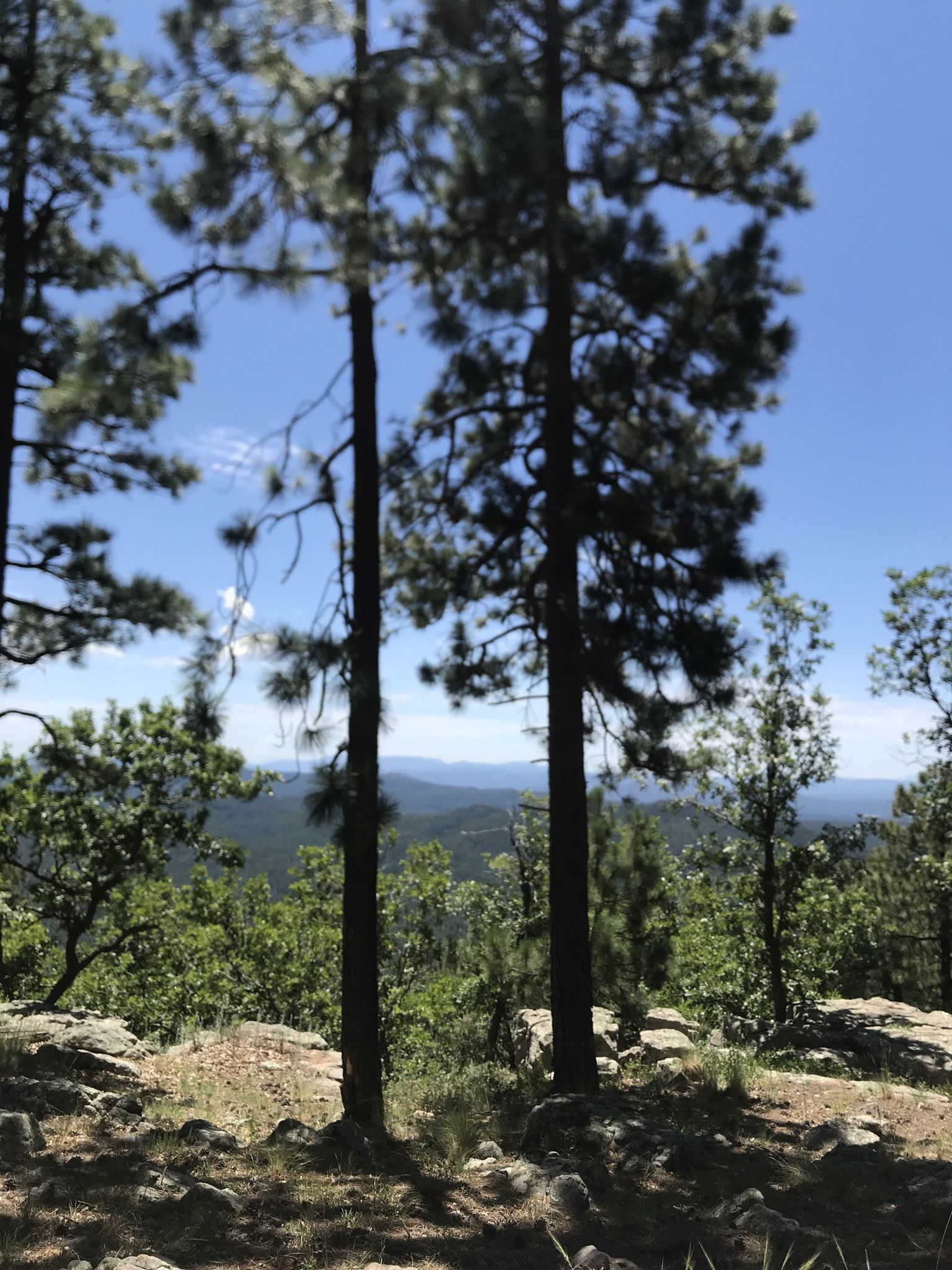 Two tall pine trees frame a distant forested mountain landscape under clear skies. - Rim Lakes Vista and Old Rim Road Loop