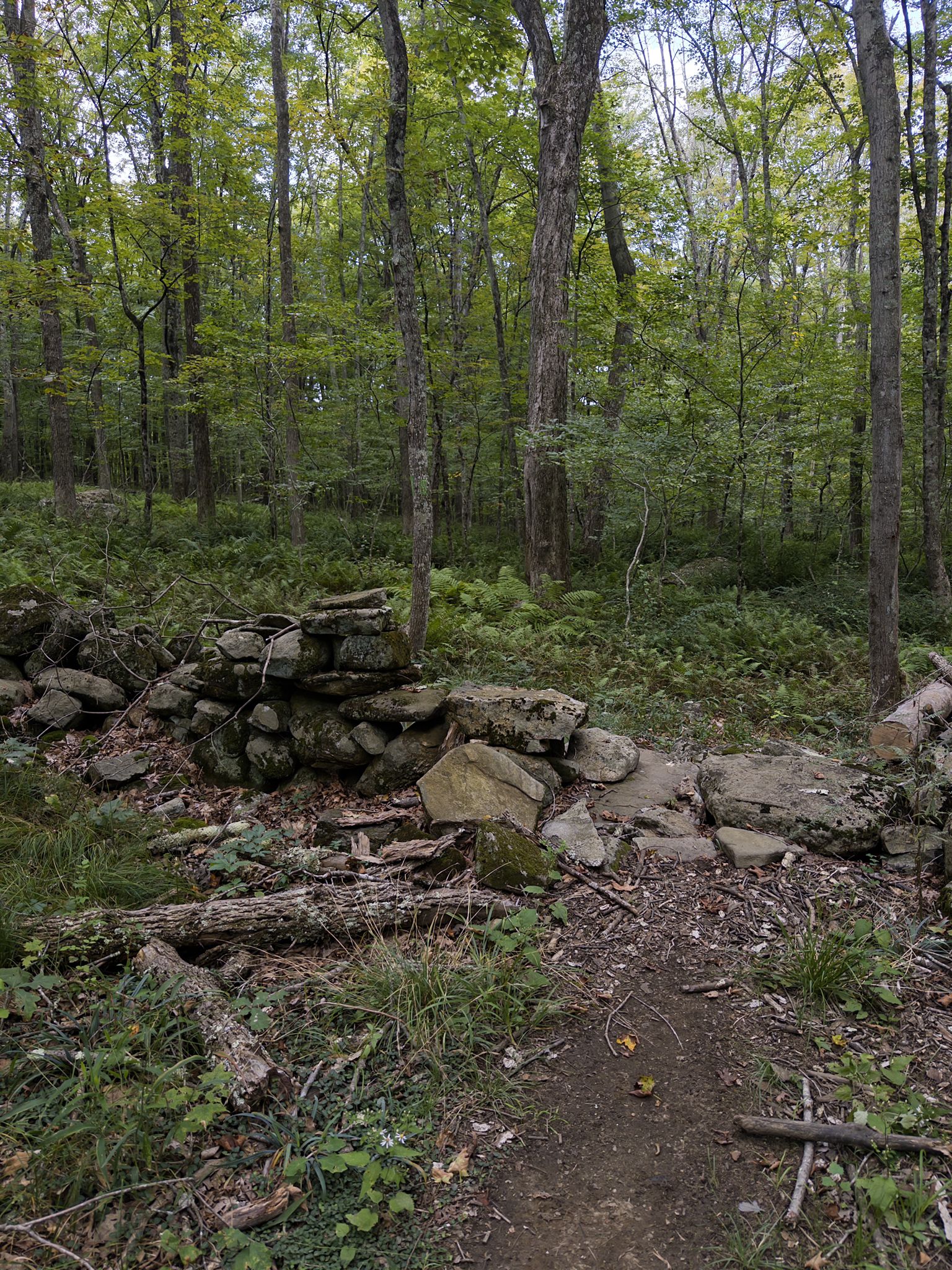 Forest path with a stone wall and lush green foliage. - Taylor Pond loop from Fenton–Ruby Park and Wildlife Preserve