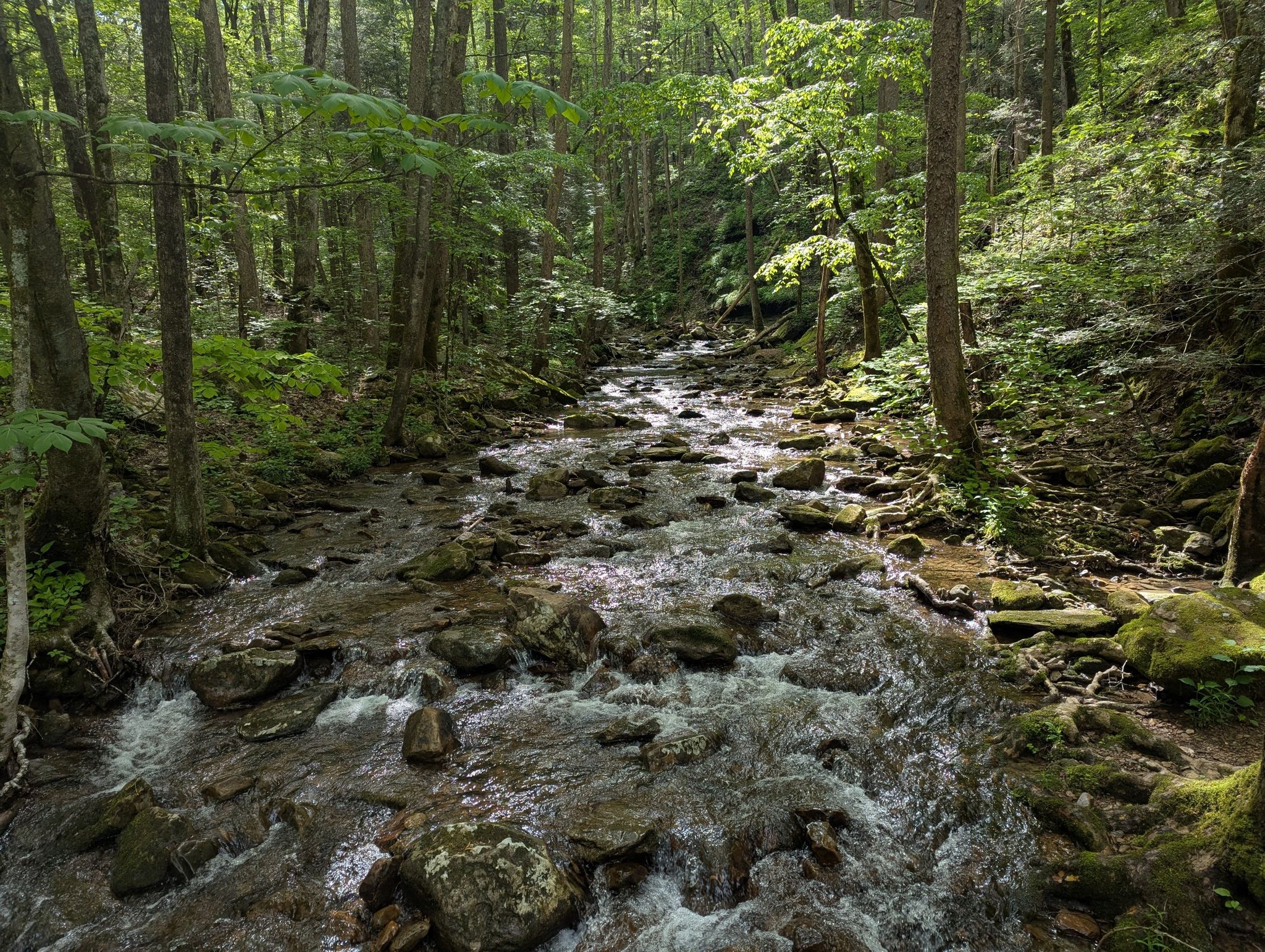Rocky stream winds through a sunlit, lush green forest. - Emory Gap Trail