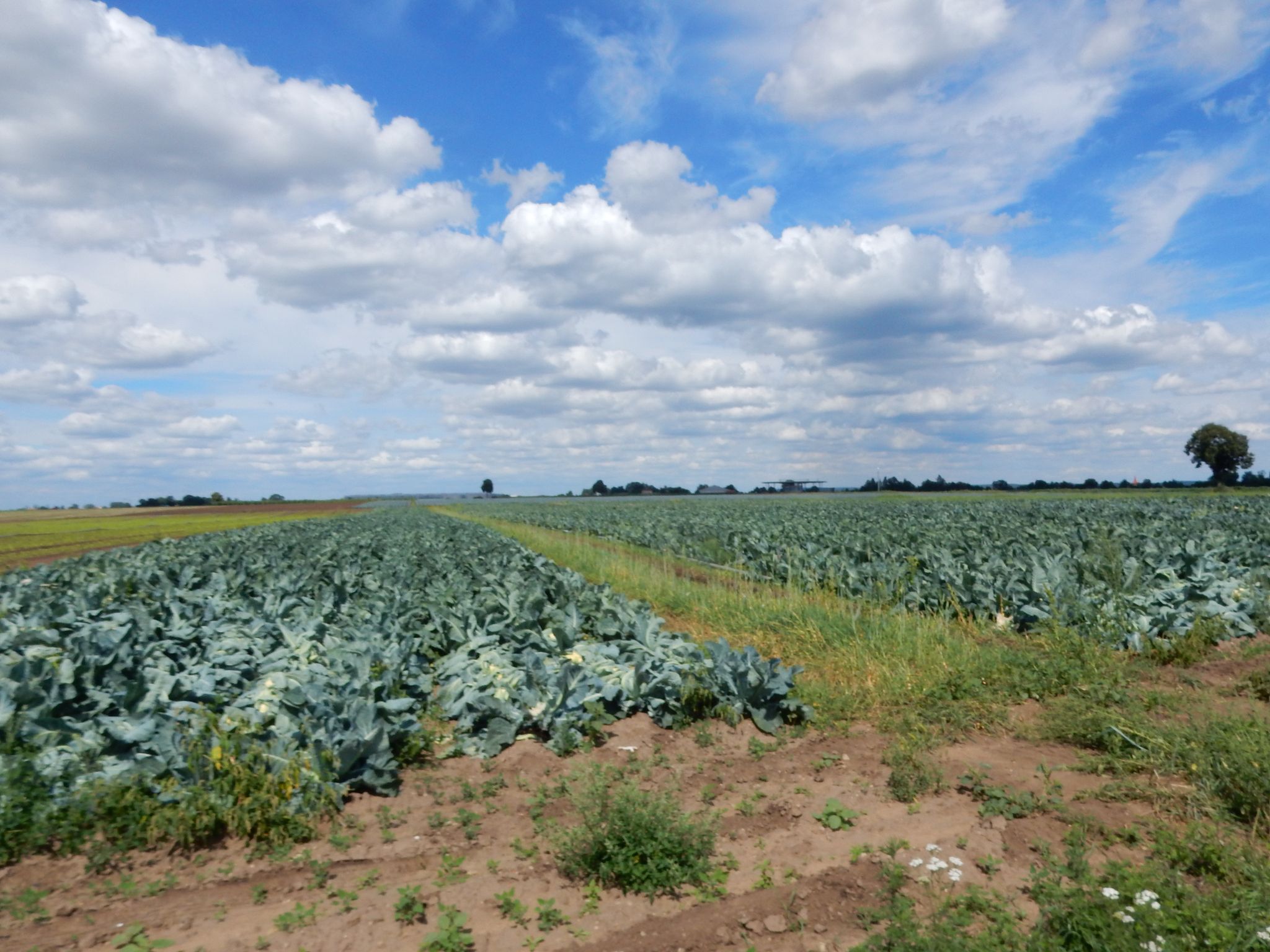 durchs Knoblauchsland
