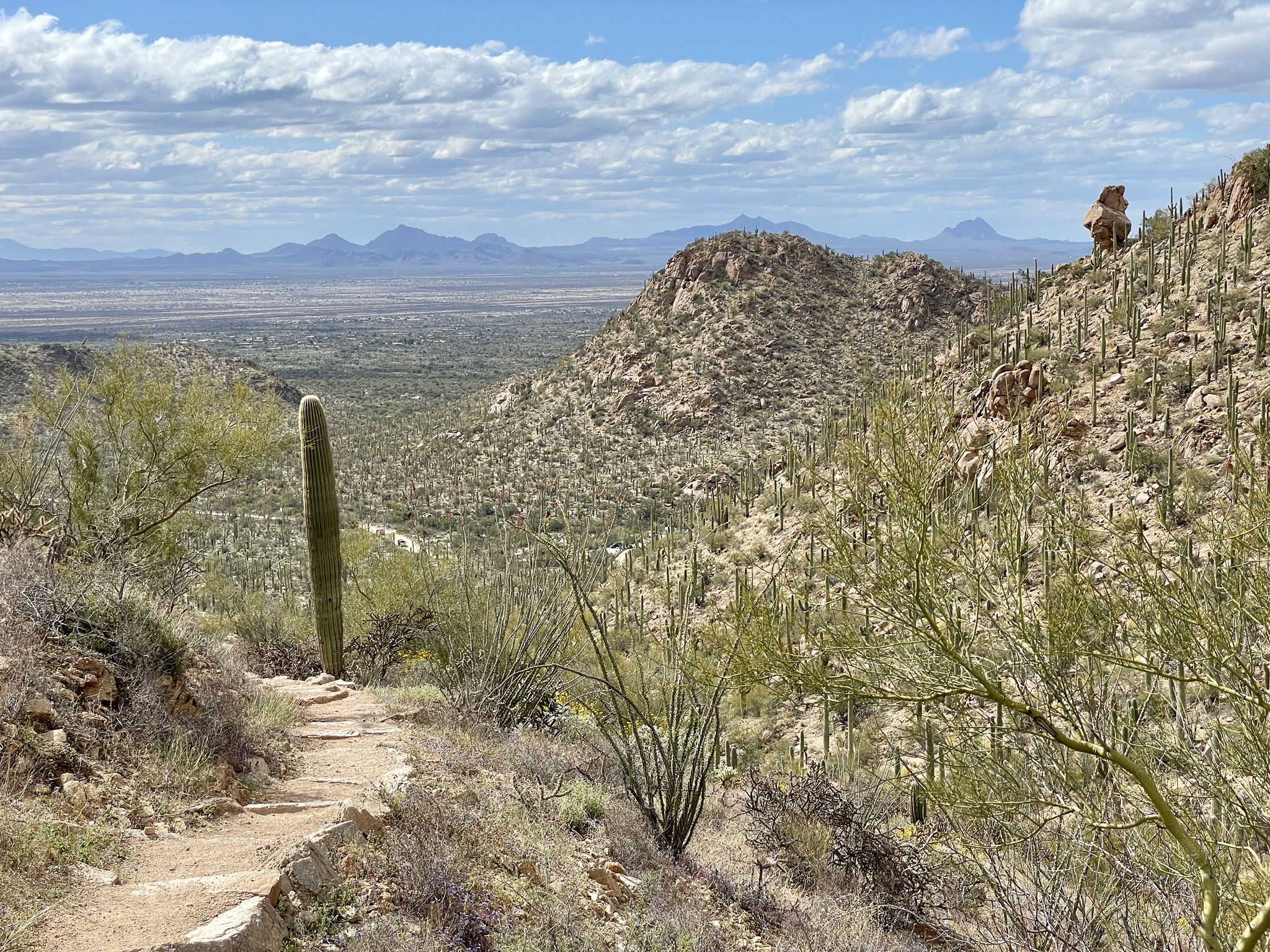 Desert trail winding through saguaro-covered hills with a vast valley view. - Views on the Hugh Norris Trail – Wasson Peak loop from Apache Peak