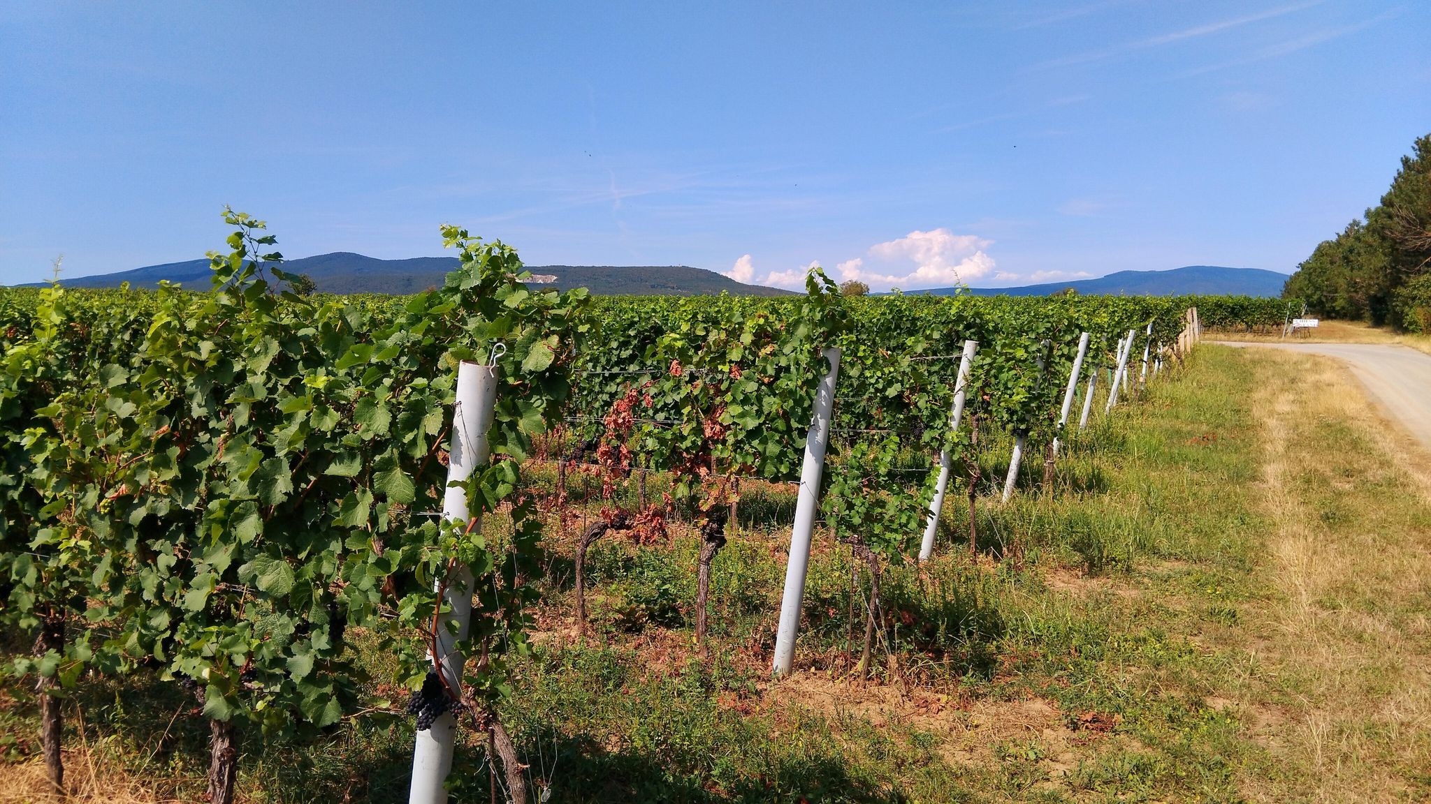 Leobersdorf. Weingärten. Blick zum Harzberg in Bad Vöslau