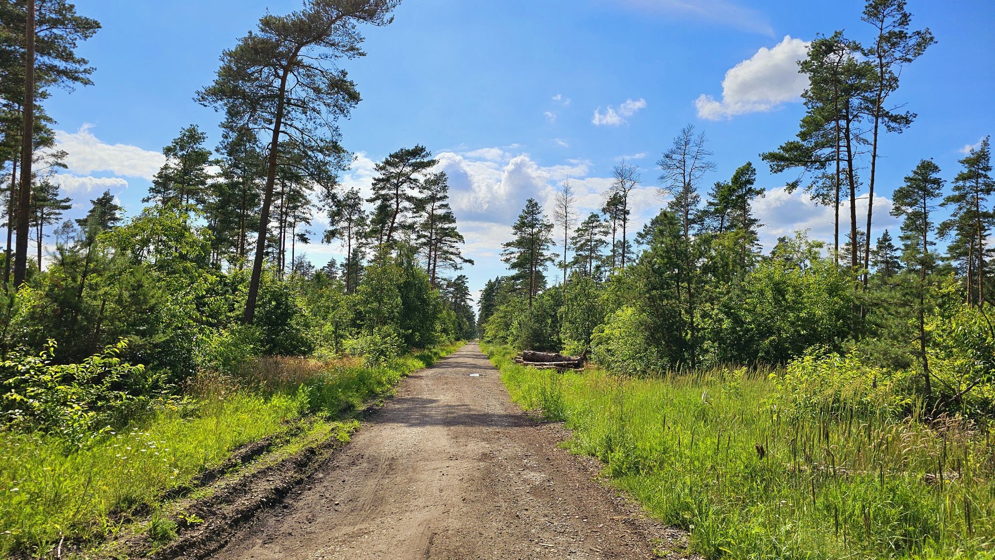 Waldweg zwischen Jeversen und Lindwedel
