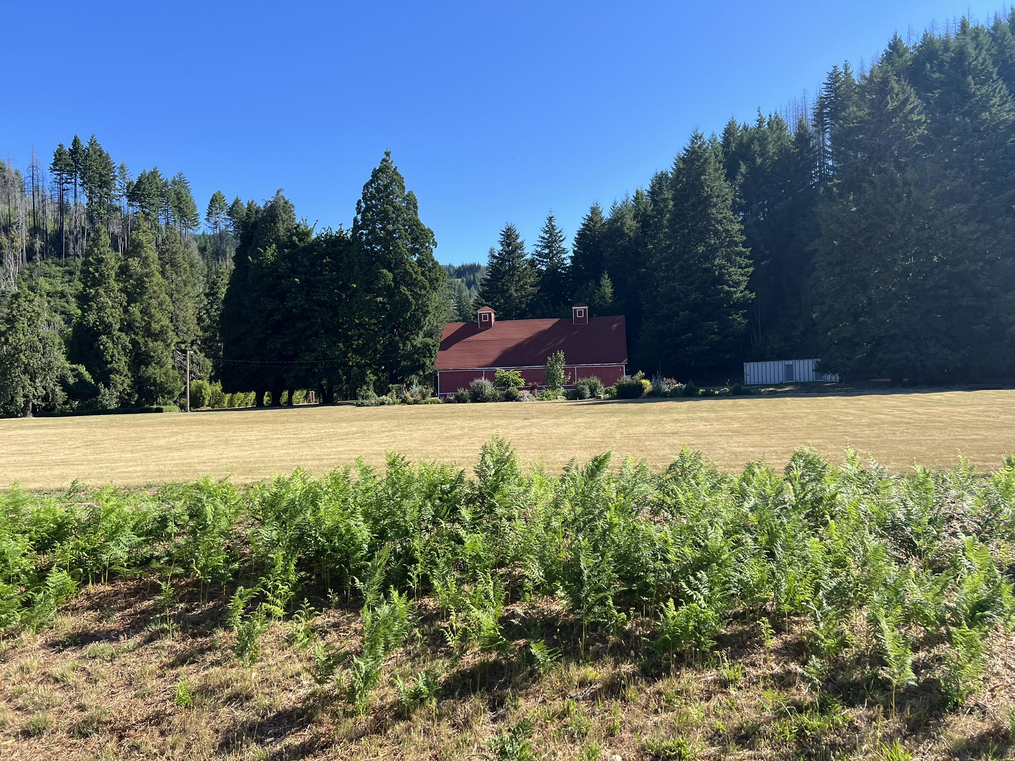 A red barn stands in a golden field surrounded by tall evergreen trees. - Blue River Reservoir via TransAmerica Trail
