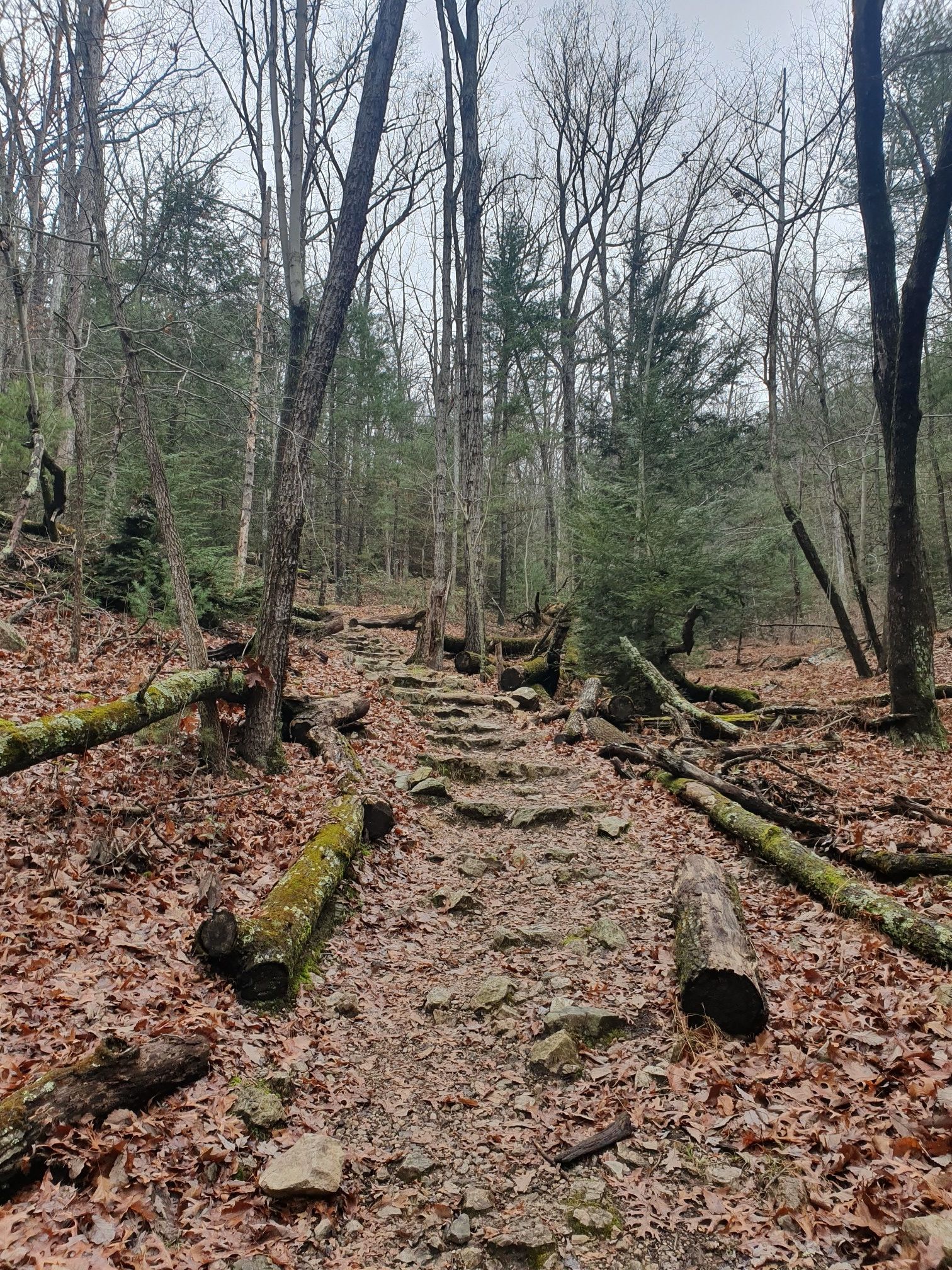 A rocky, leaf-covered path ascends through a forest with fallen logs. - Appalachian Trail to Quarry Gap Hill