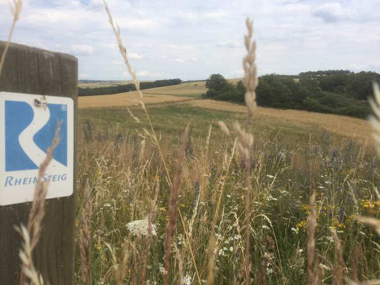Rheinsteig 2016 - Tag 5: Sankt Goarshausen - Dörscheid | Wanderung | Komoot