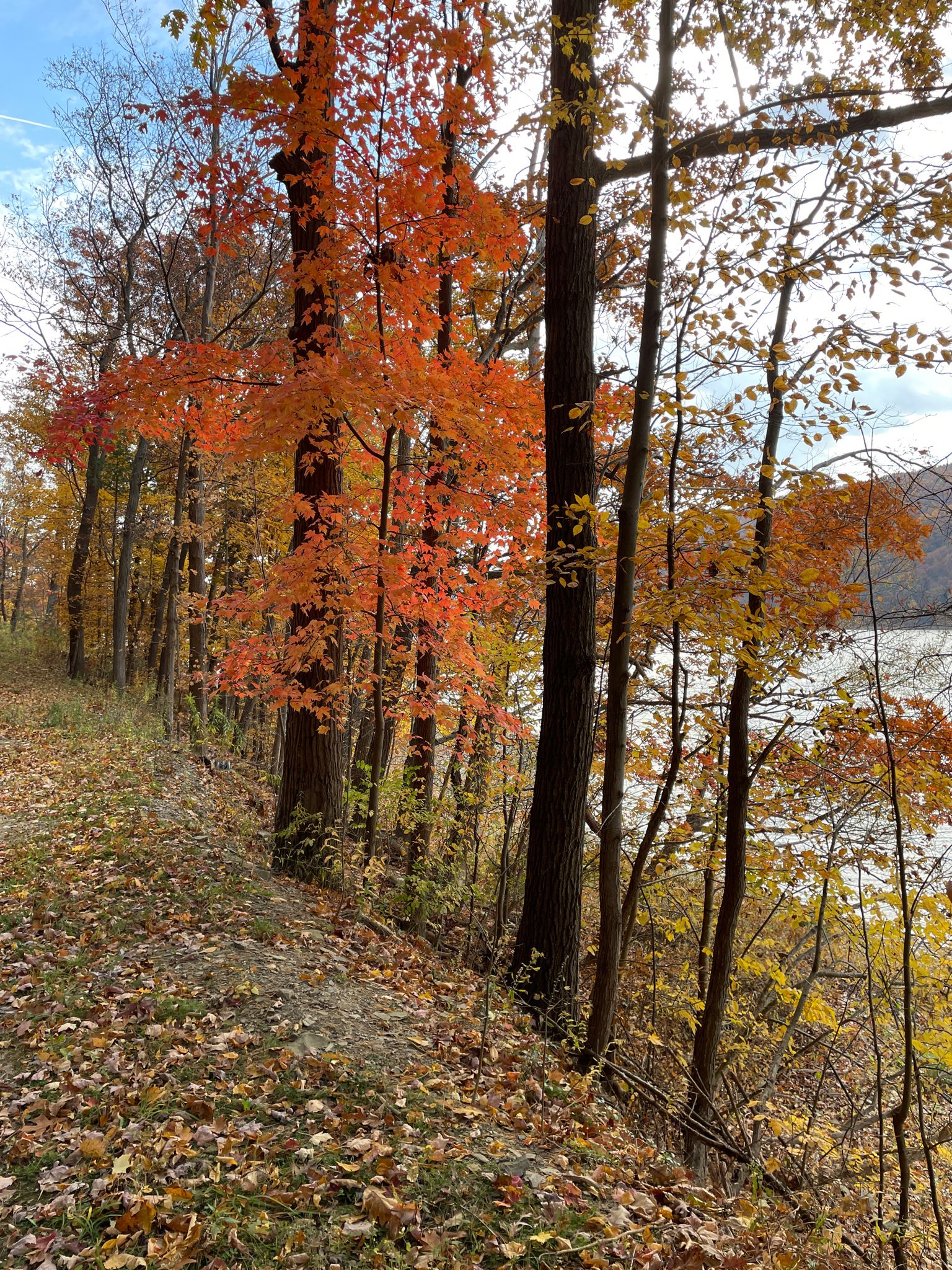 Vibrant orange autumn trees line a leaf-covered path beside sparkling water. - Southern Hemlock Lake Trail