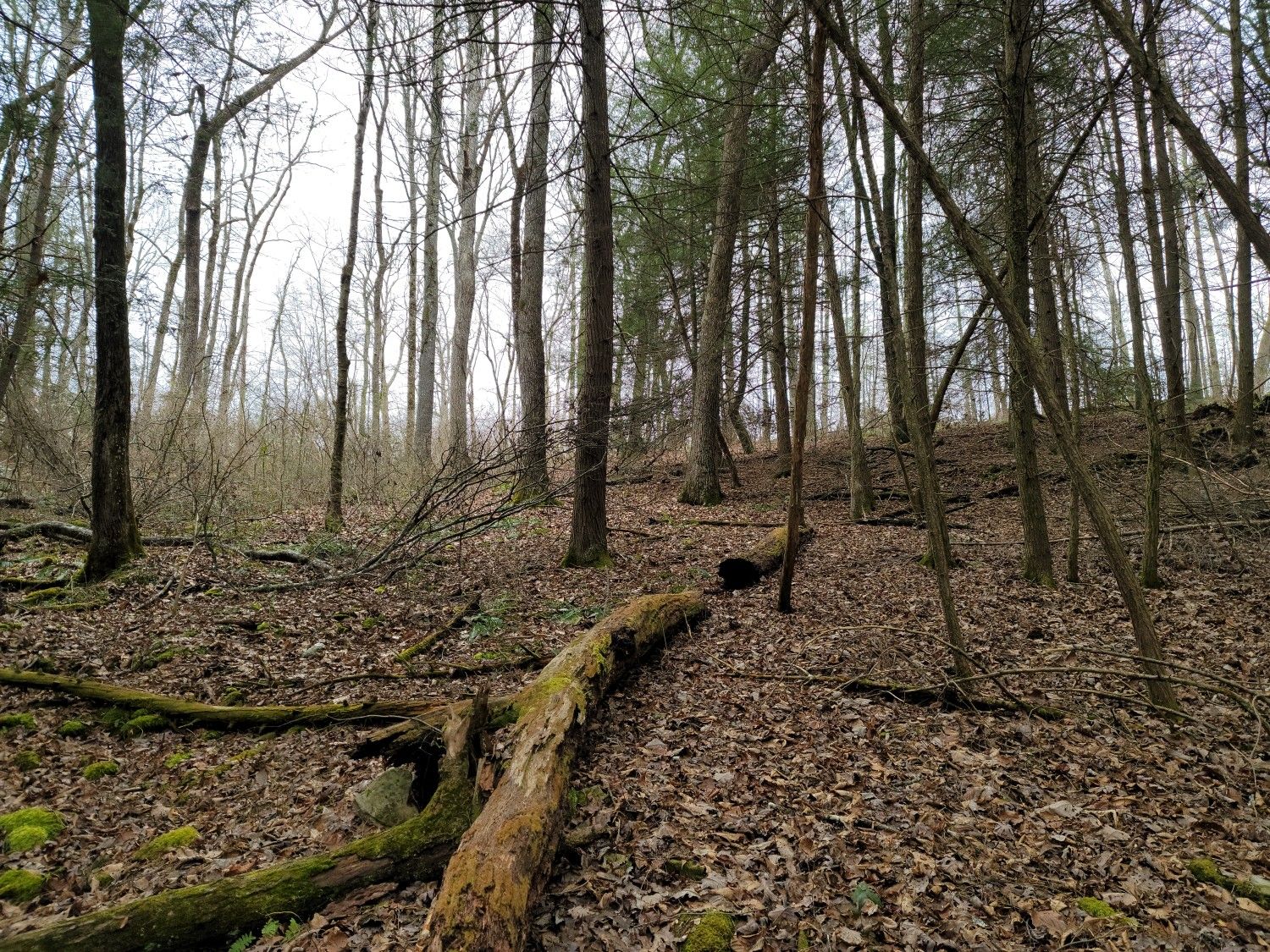 Forest floor covered in brown leaves with fallen mossy logs and tall trees. - Byrd Lake loop from Cumberland Mountain State Park