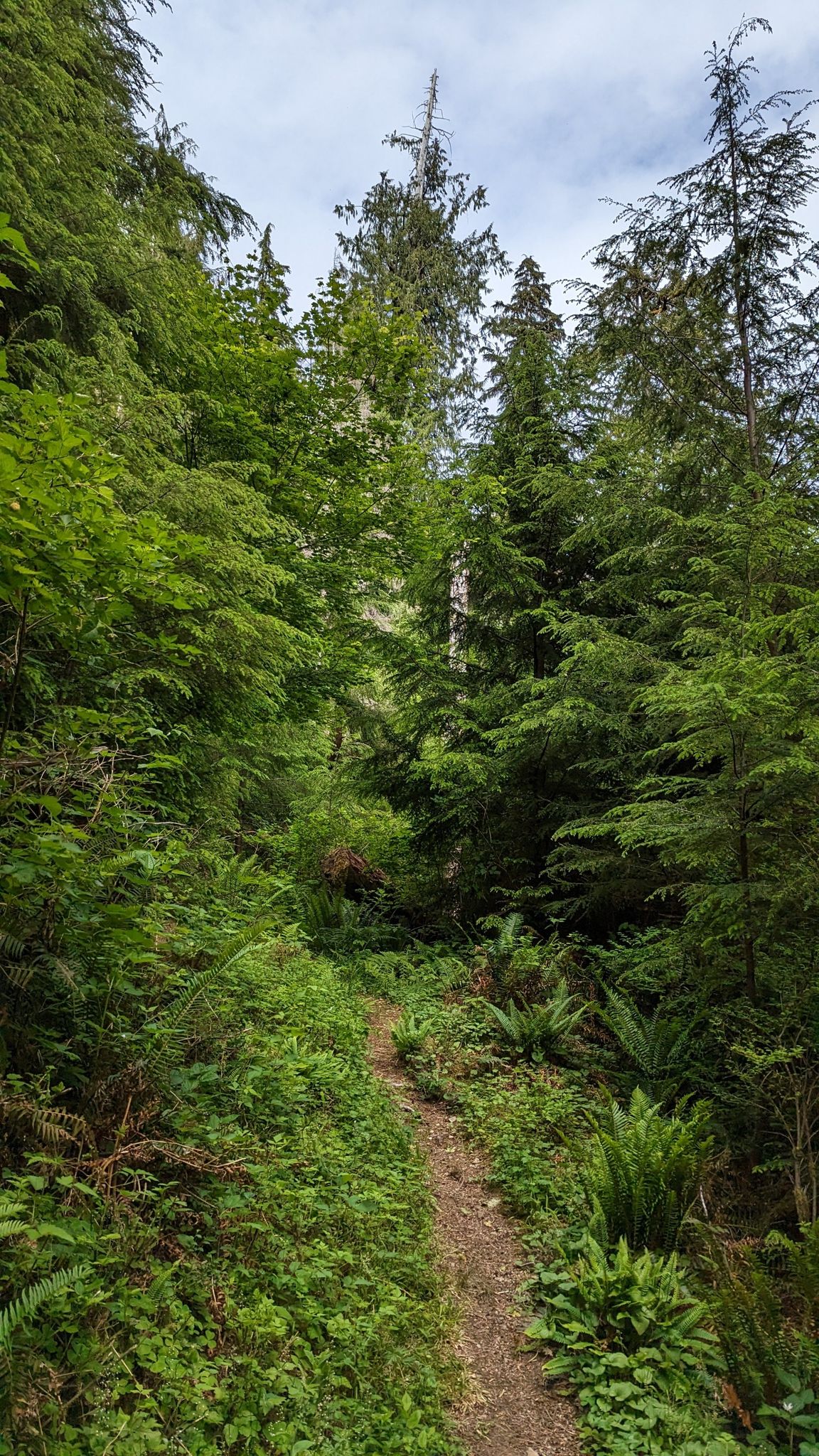 A dirt path leads into a vibrant green forest with tall trees and ferns. - South Snider Jackson Primitive Trail