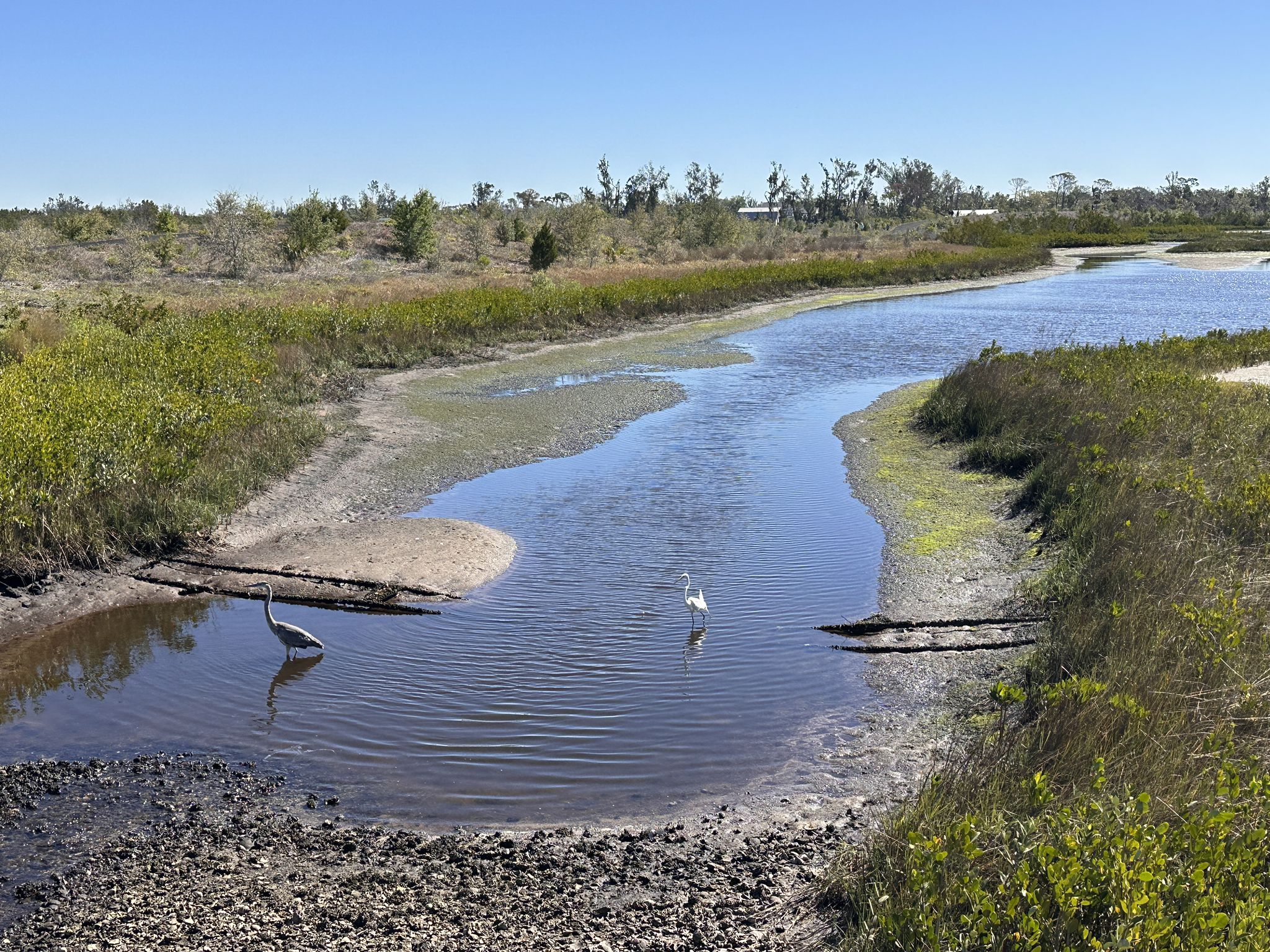 Two white birds stand in a winding river under a clear blue sky. - Spoonbill and Osprey Loop
