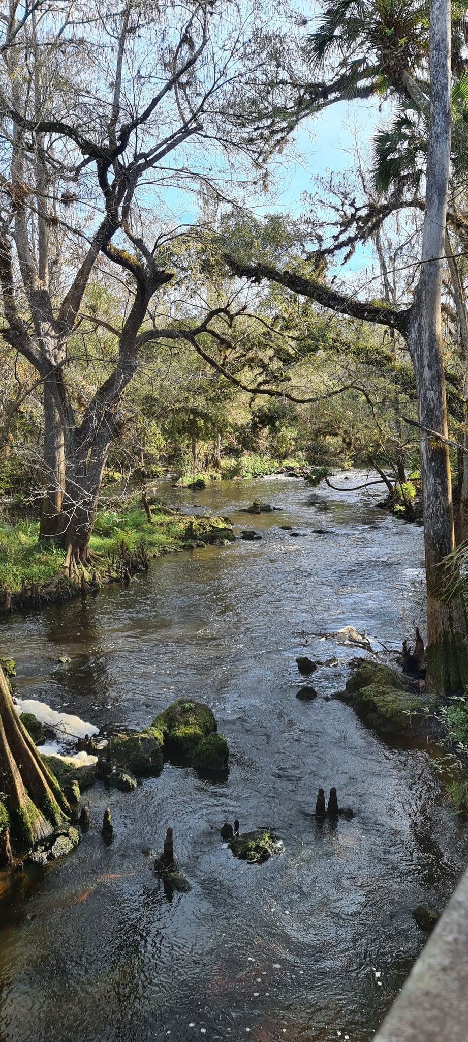 A clear river with rocks and cypress knees, surrounded by green trees. - Hillsborough River State Park loop from Hillsborough River State Park