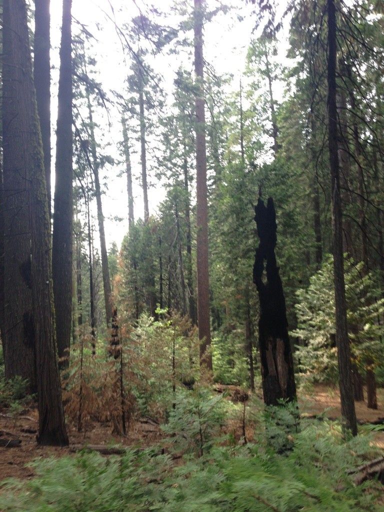 Dense forest with tall trees, a burnt trunk, and green undergrowth. - River Canyon Trail