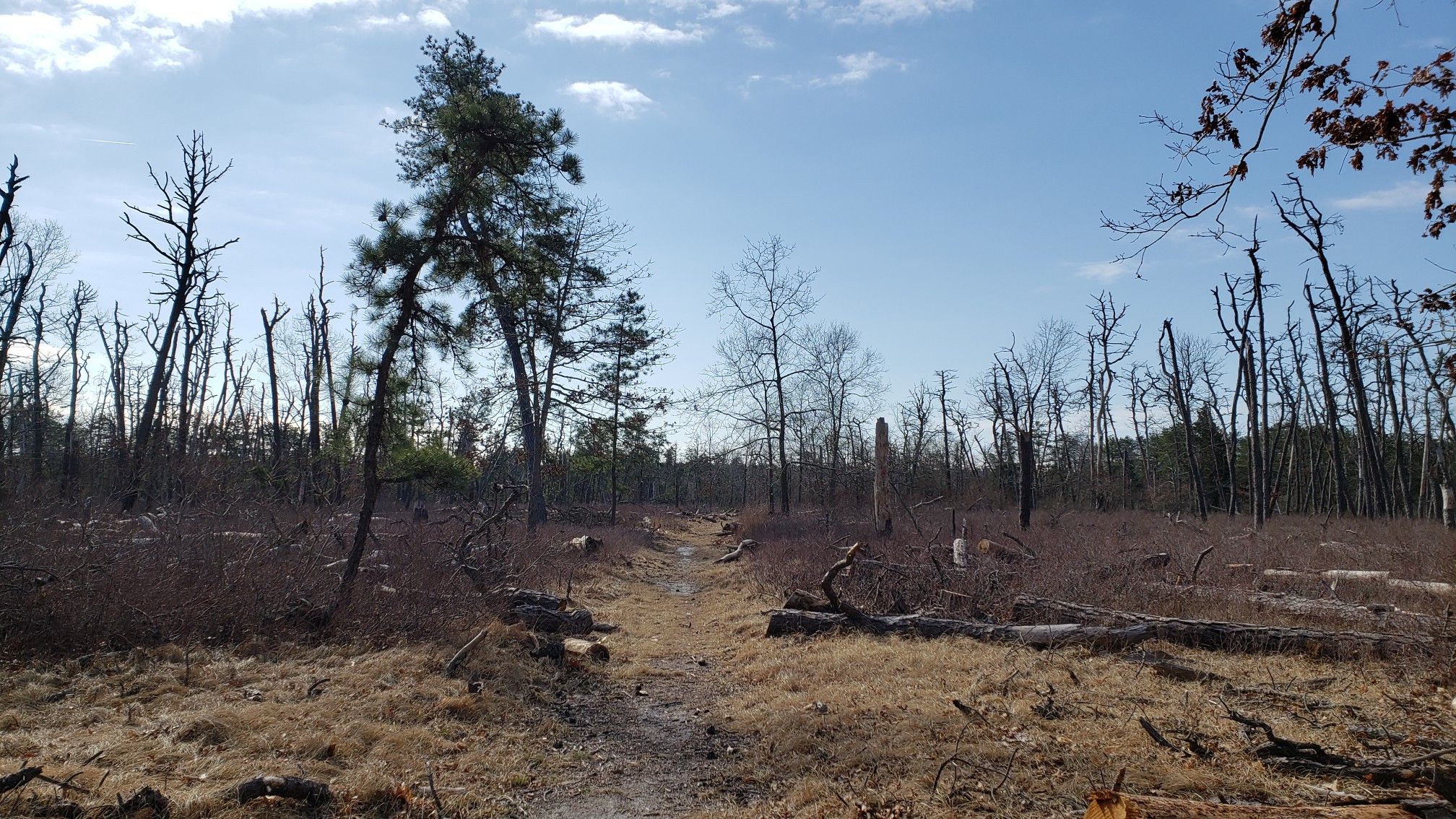 A dirt path winds through a cleared forest with bare trees and green pines. - Hubbard County Park Trail