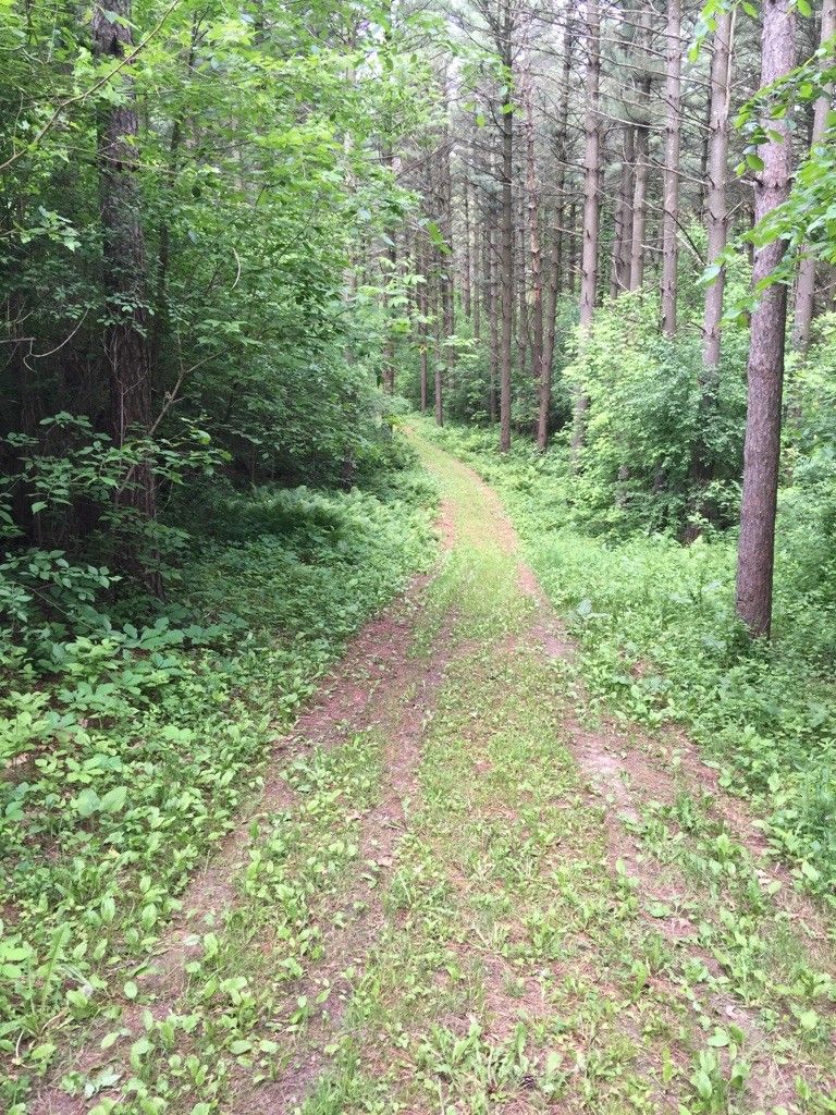 A sunlit, overgrown forest path surrounded by tall trees and green foliage. - Emma Carlin Trails loop from Eagle Oak Opening State Natural Area