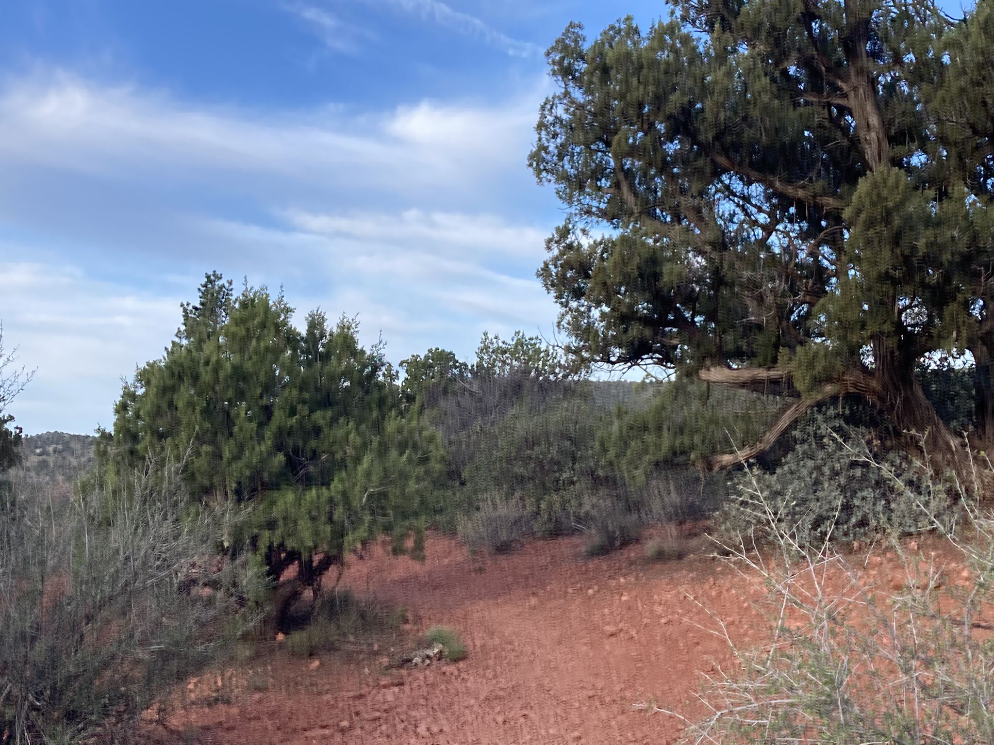 A red dirt path winds through dense green trees under a cloudy sky. - Old Post Trail (North Section) loop from Stutz Bearcat Dr (Golden Goose Amer. Grill)