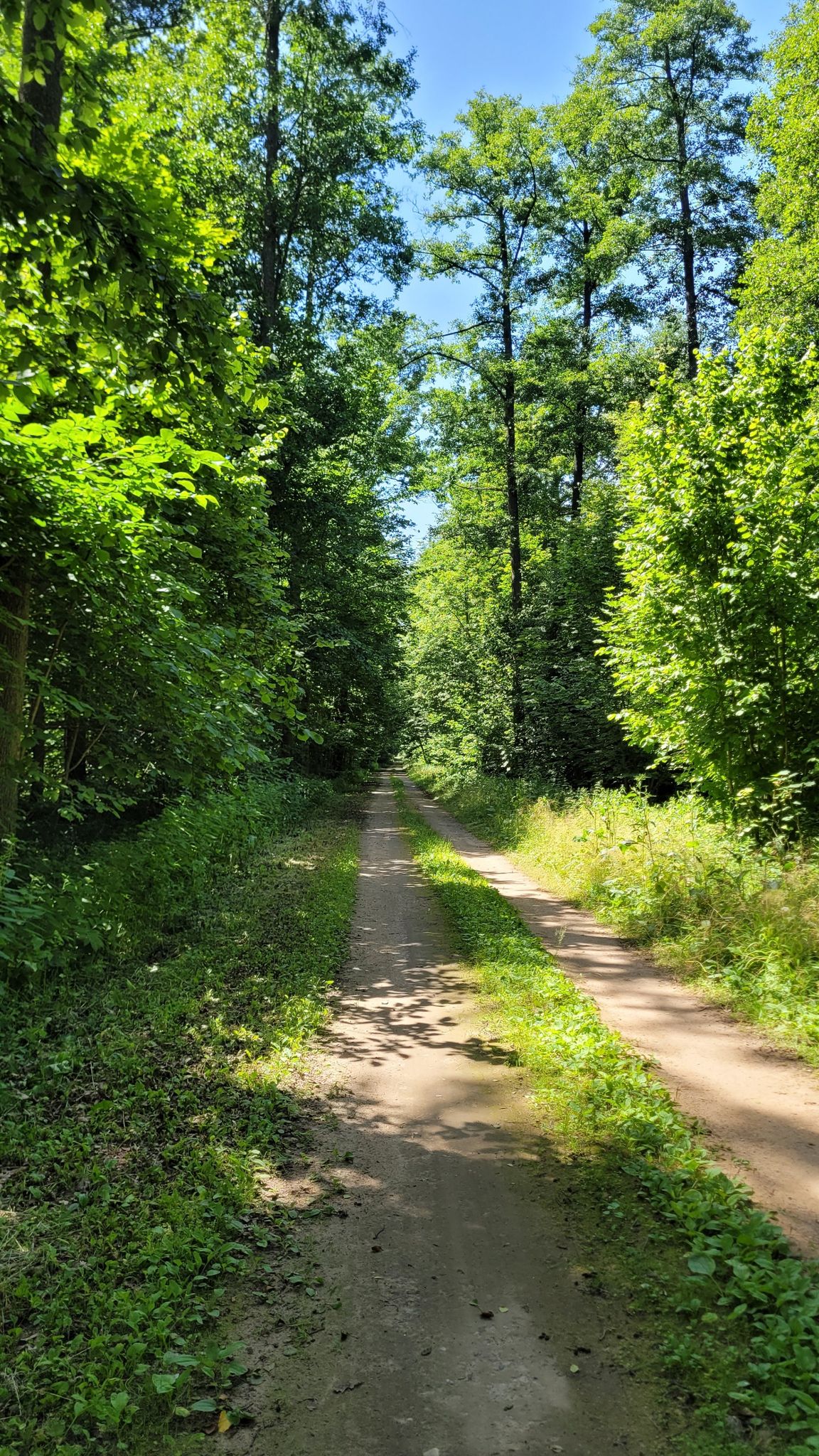 Zdjęcie poglądowe na Białowieskie szutry, tzw. Droga Graniczna.
