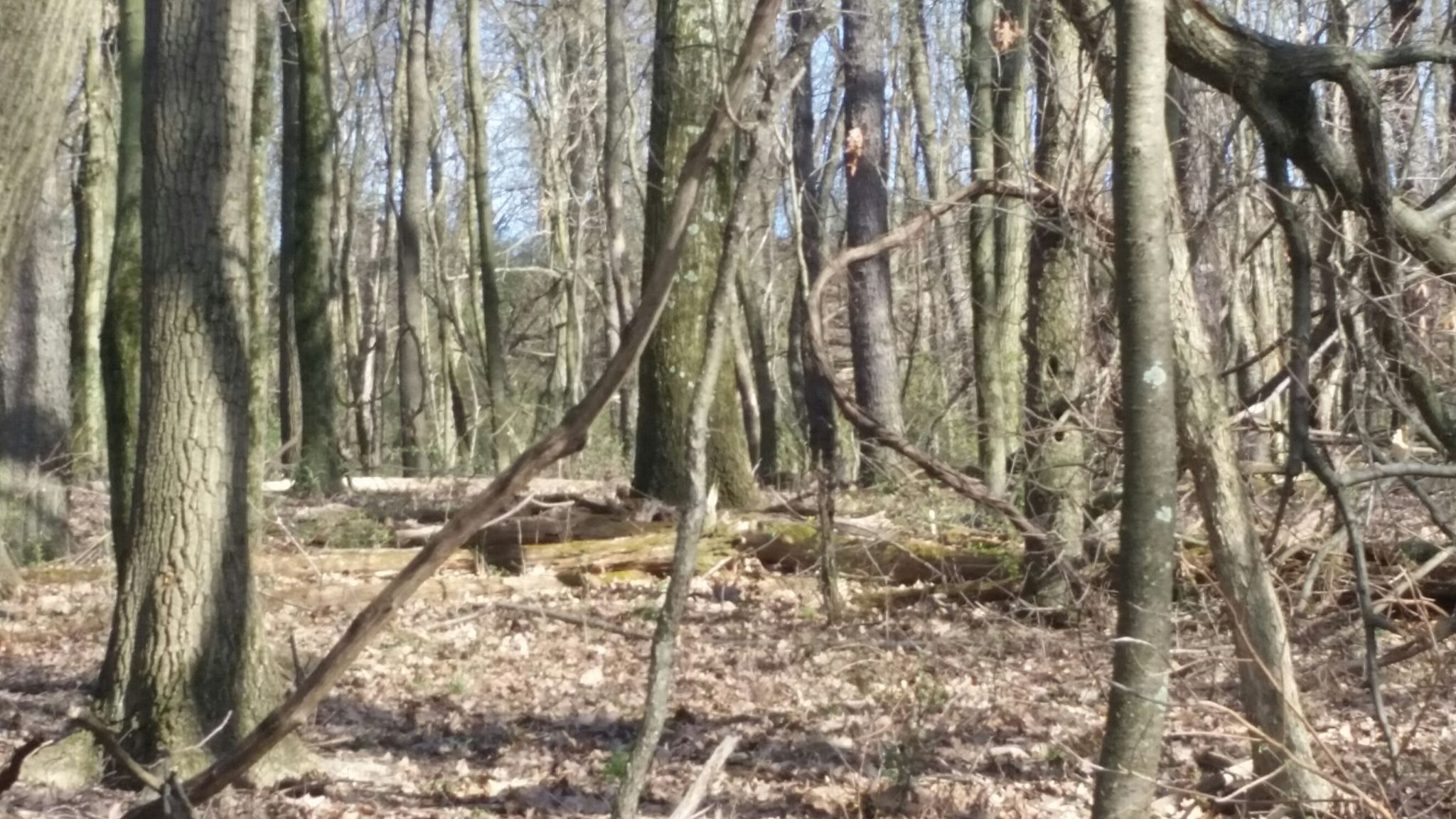 Bare trees in a sunlit forest with a ground covered in dry leaves. - Deer Lakes Red and Blue Trail Loop