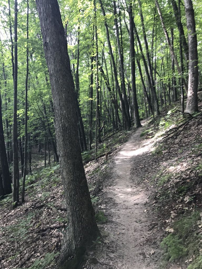 A narrow dirt path winds uphill through a sun-dappled, dense green forest. - North Country Trail: Manistee River Section