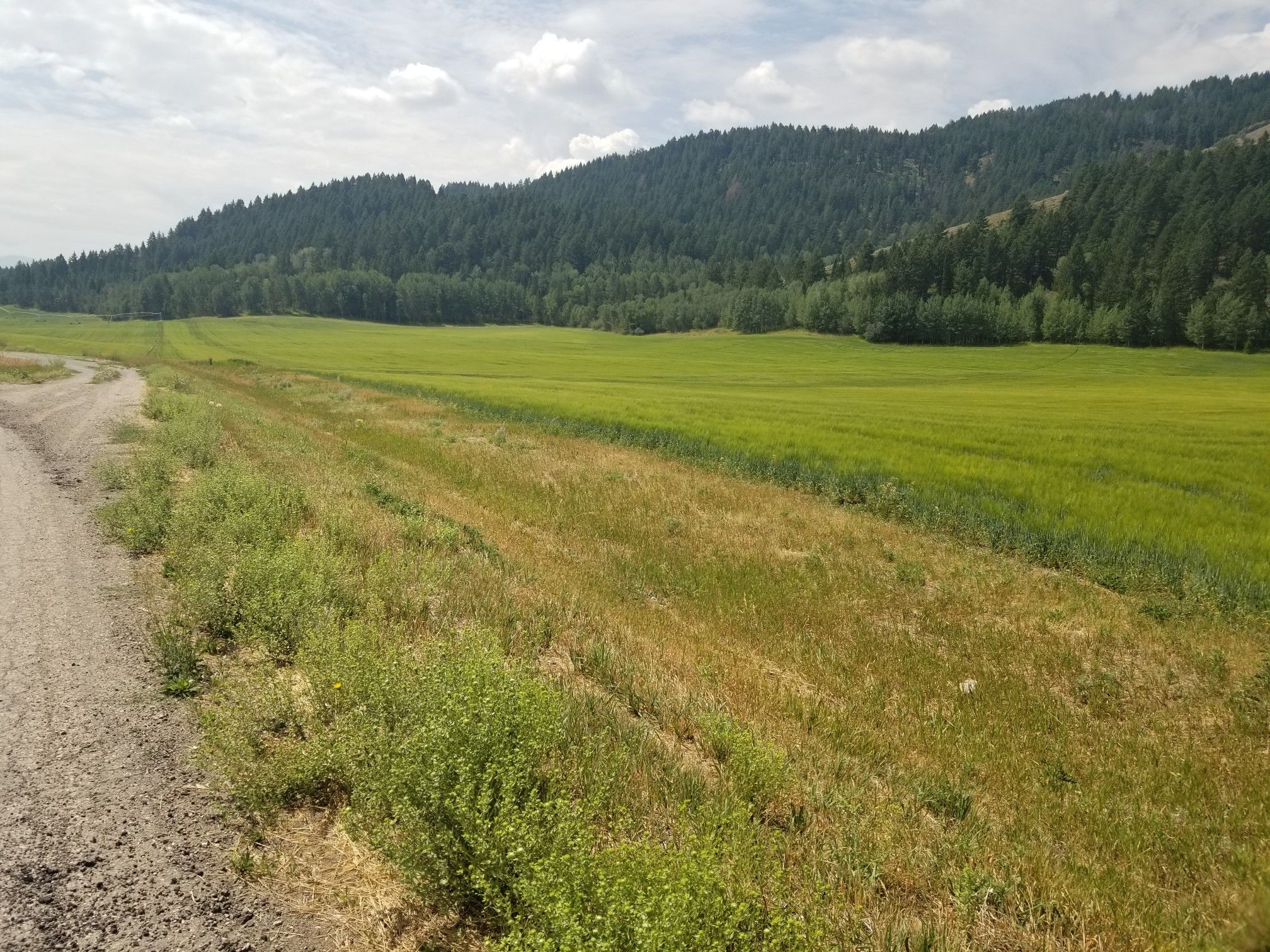 A dirt road curves beside green and brown fields, with forested hills. - Cedron-Bates Teton Valley Loop