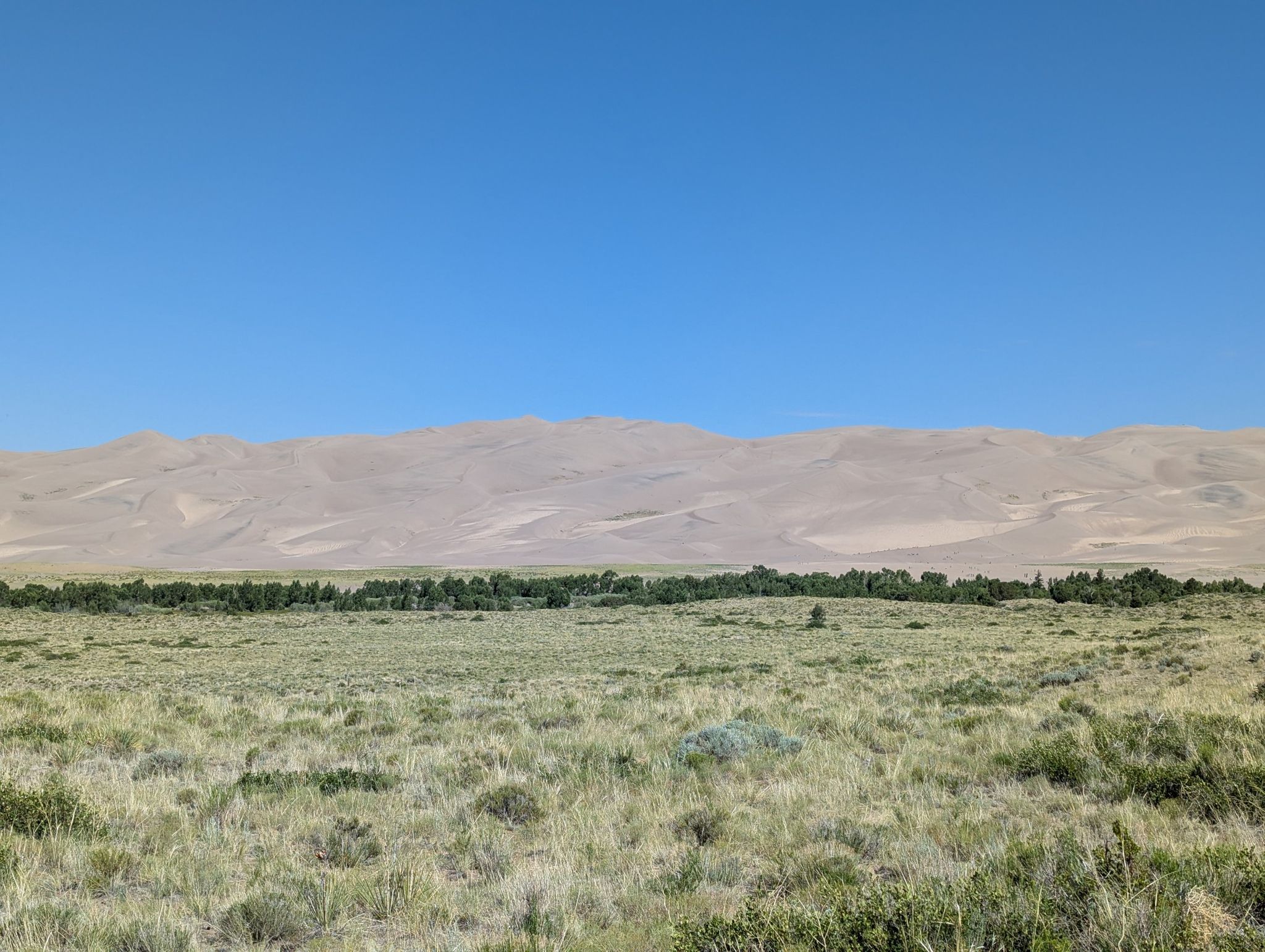 Vast grassy field leading to a line of trees and large sand dunes under a clear sky. - Sand Sheet Loop