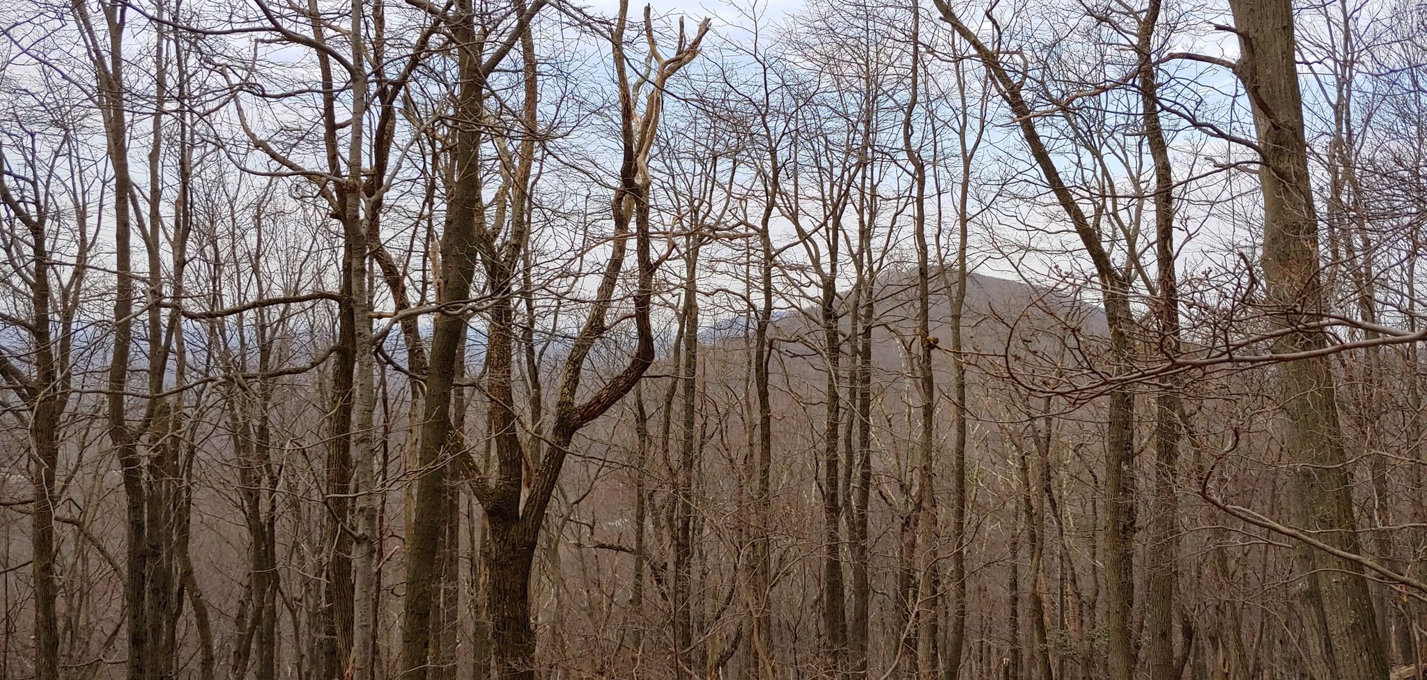 Dense, bare winter forest with distant mountains under an overcast sky. - Smith's Gap via the Appalachian Trail
