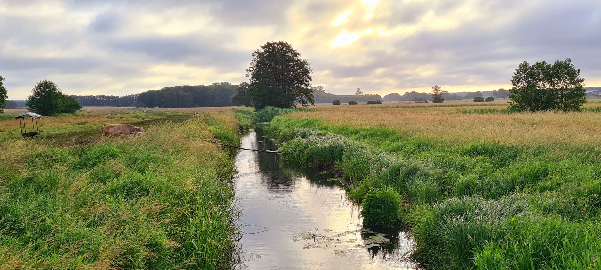 Die Warnow, kurz vor der Mündung in den Barniner See