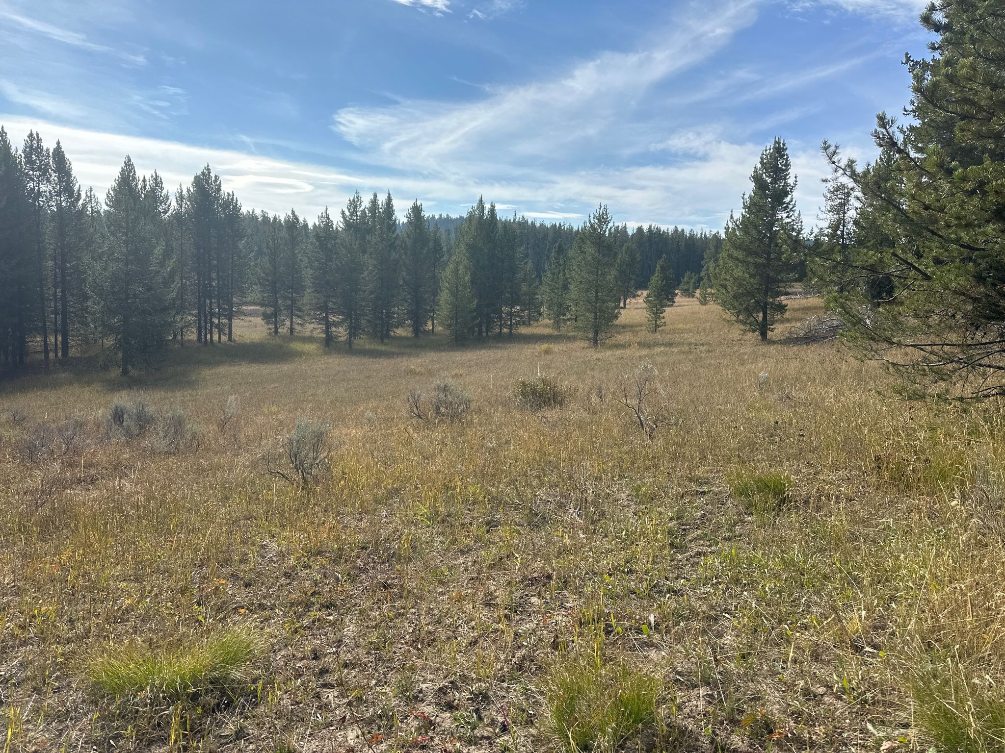 Open grassy field with scattered pine trees and dense forest under a bright sky. - Two Ocean Lake Trail