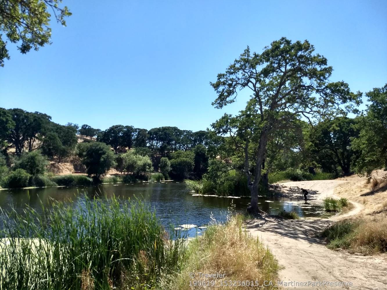 Sunny view of a lake with green trees, dry path, and person. - Hidden Valley Pond and Community Garden Loop