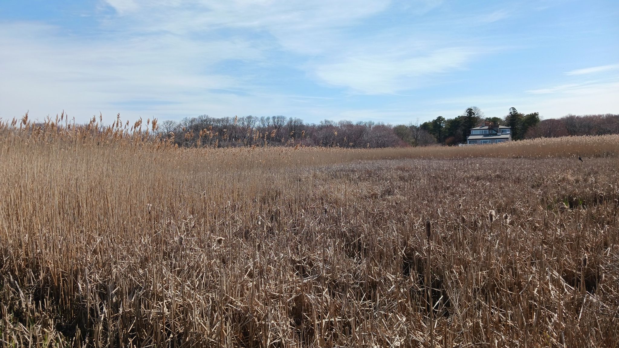 Expansive field of tall, dry reeds under a bright blue sky. - Rockport Harbor – Rockport Harbor loop from Halibut Point State Park