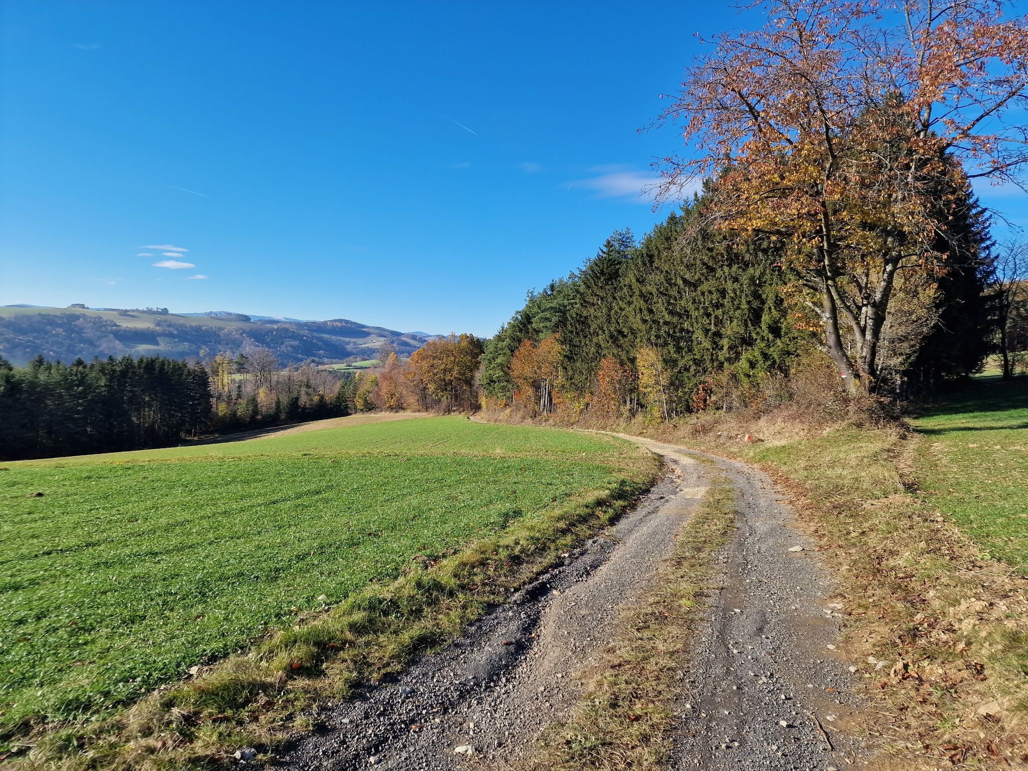 Nach Landsee nochmals in den Wald