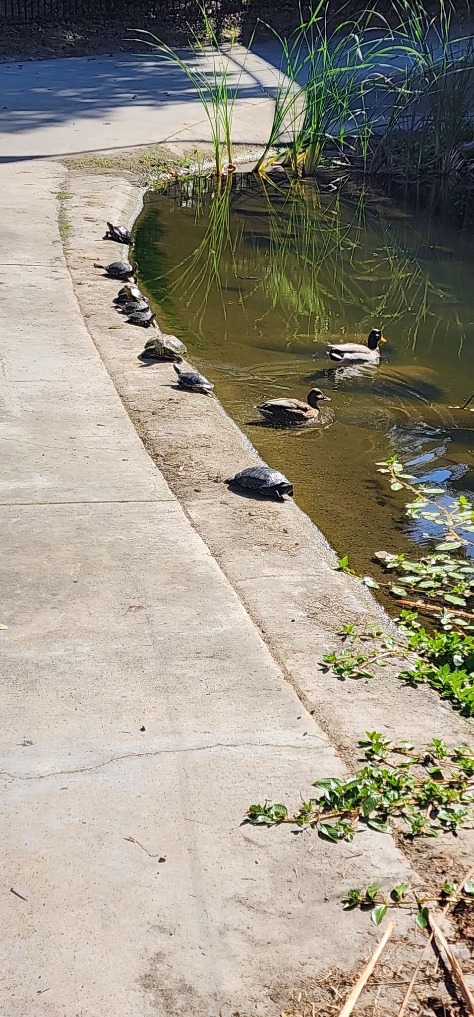 Turtles basking on a concrete edge next to a pond with ducks. Sunny. - Bird Rock Coffee Roasters – Duck Pond loop from Sabre Springs