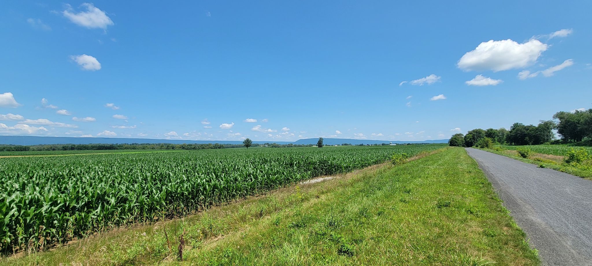 Sunny rural landscape with a vast cornfield, green grass, and paved path. - Cumberland Valley Rail Trail