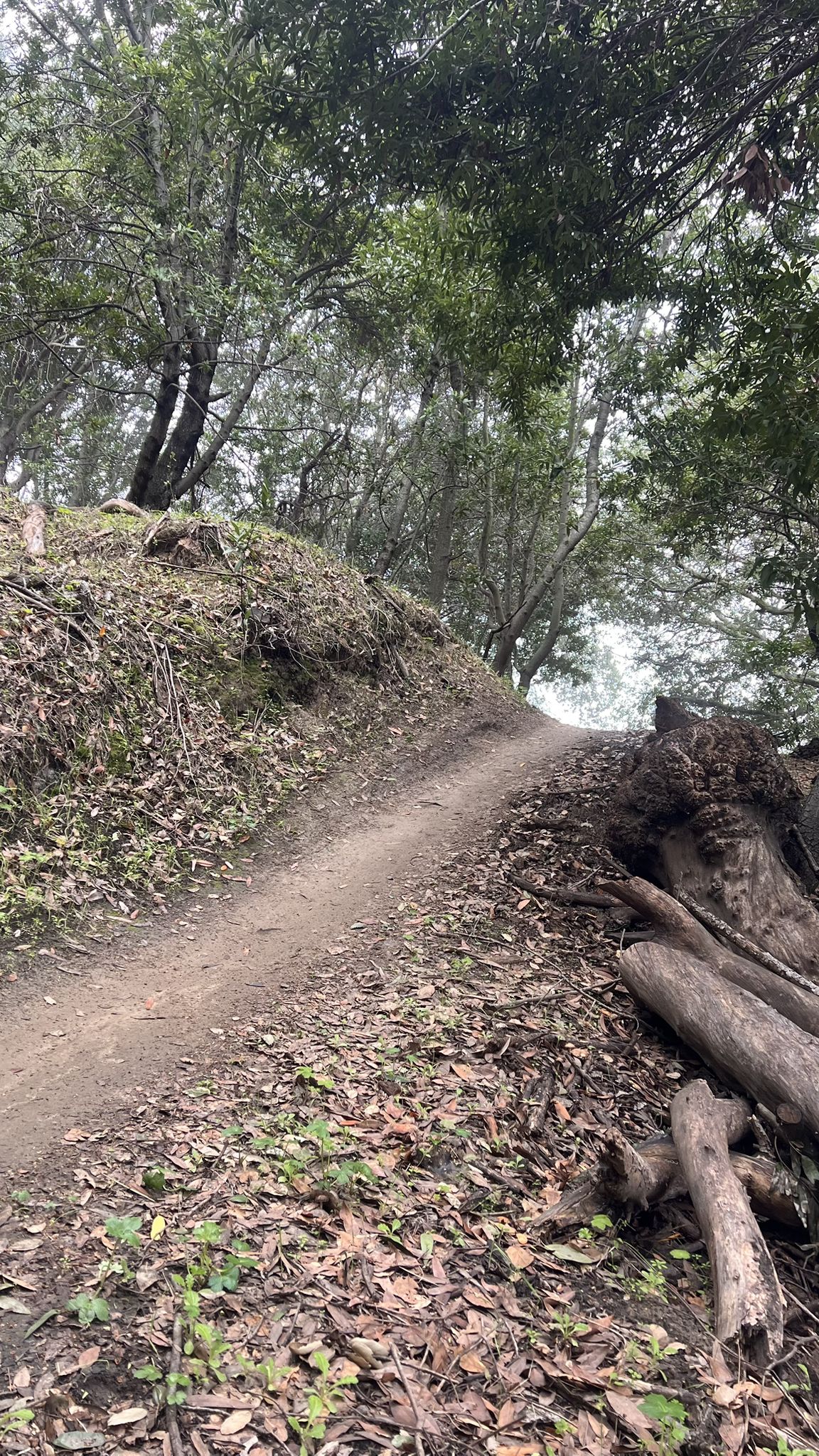 Narrow dirt trail winding uphill through a shaded forest with fallen logs. - Crockett Hills Regional Park loop from Crockett Hills Regional Park