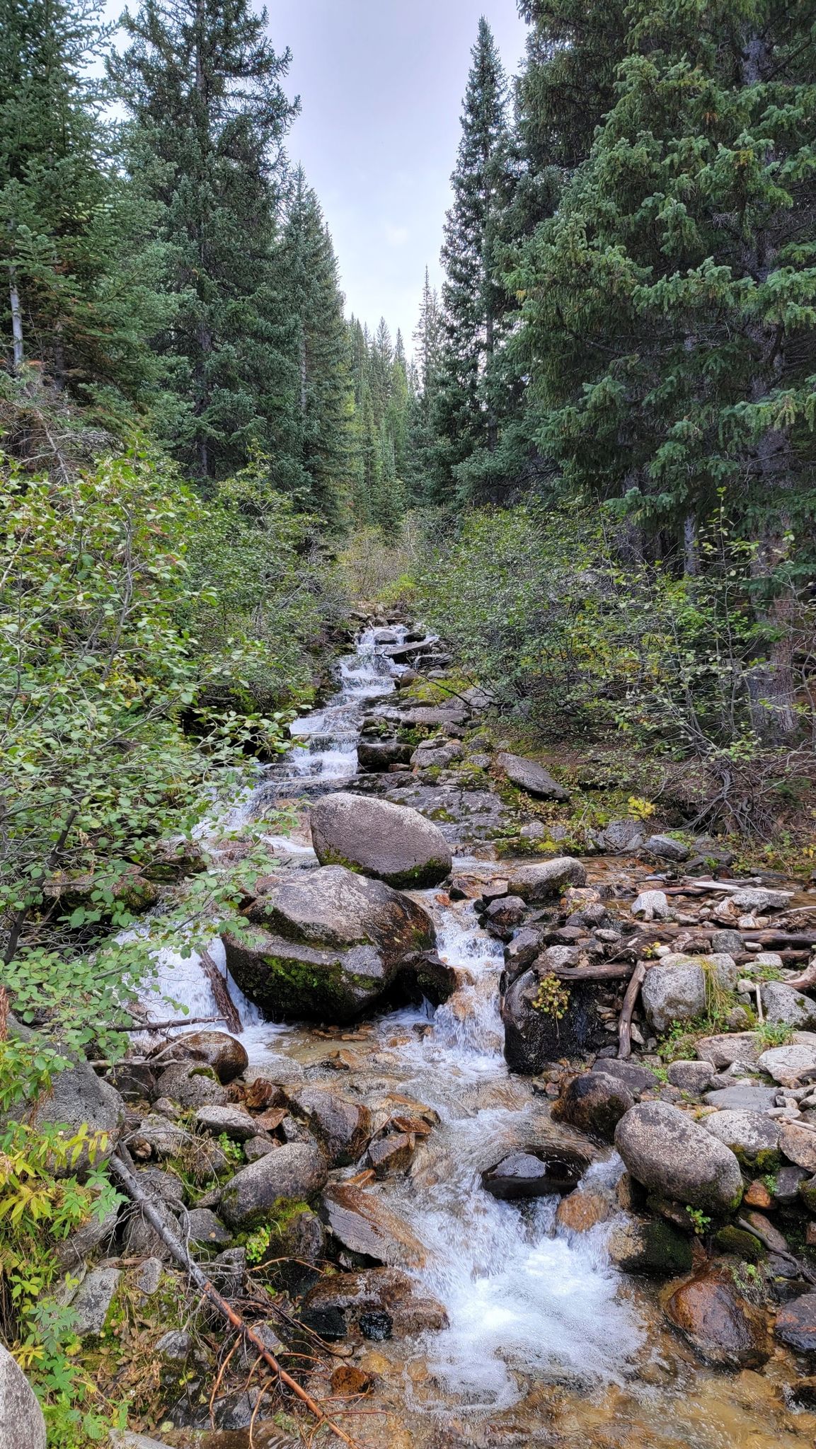 A rocky stream flows through a dense evergreen forest under an overcast sky. - Gloria Falls Trail