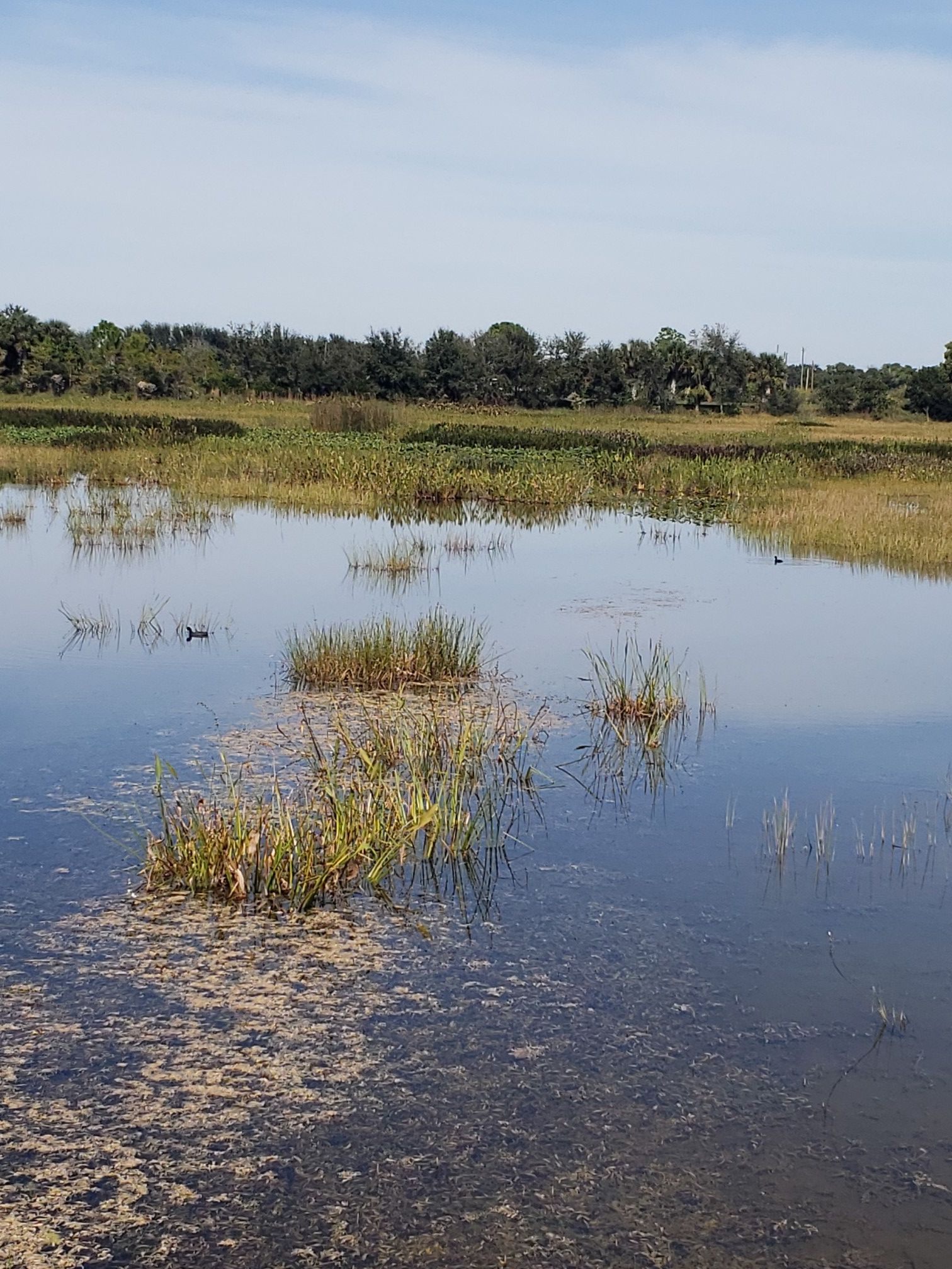 A bright wetland scene with water, green plants, and distant trees under blue sky. - Inner loop