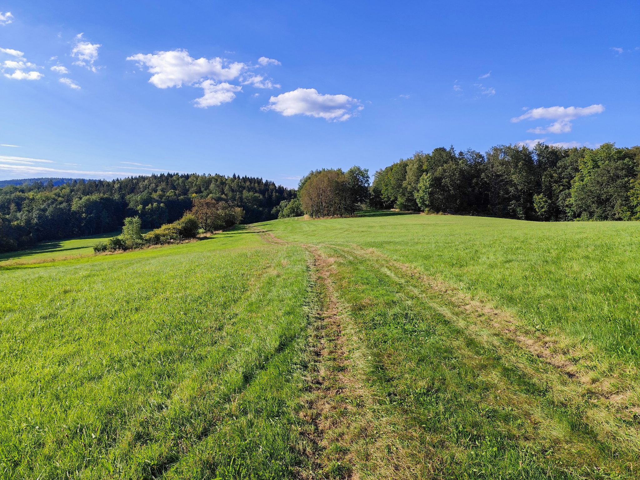 Schöner Wiesentrail auf dem Weg zum Feldstein