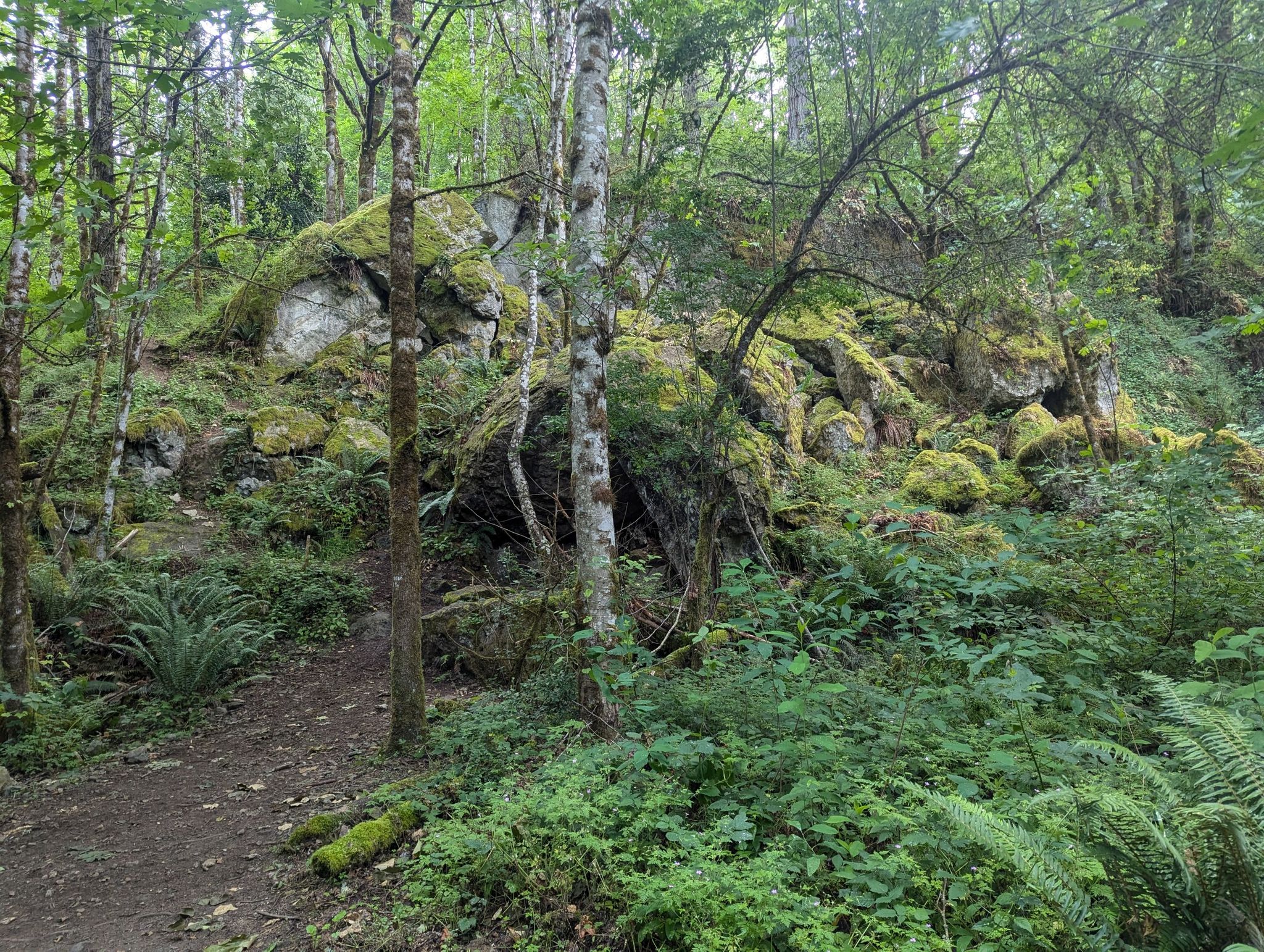 Moss-covered boulders and rocks in a dense, green forest with a dirt path. - Military Road, Coal Creek Falls, and Wildside Loop