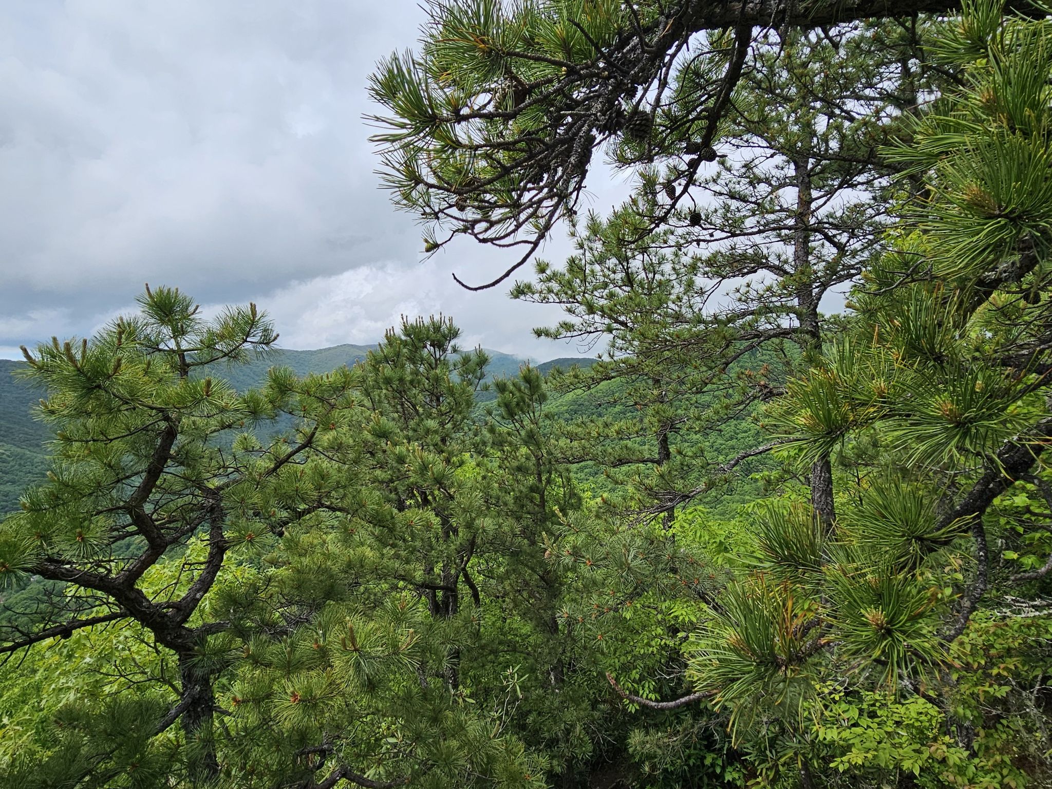 Pine trees frame a view of distant green mountains under a cloudy sky. - Lookout Trail