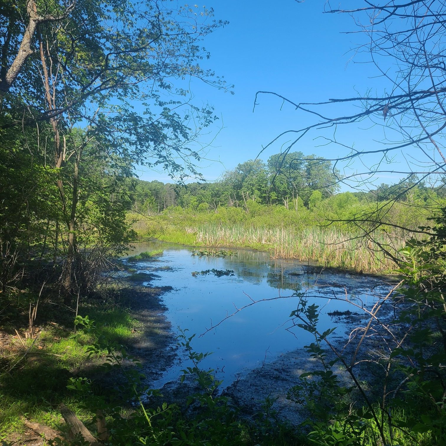 Serene pond with lily pads, framed by dense green foliage. - Ott Biological Preserve loop from Emmett Charter Township
