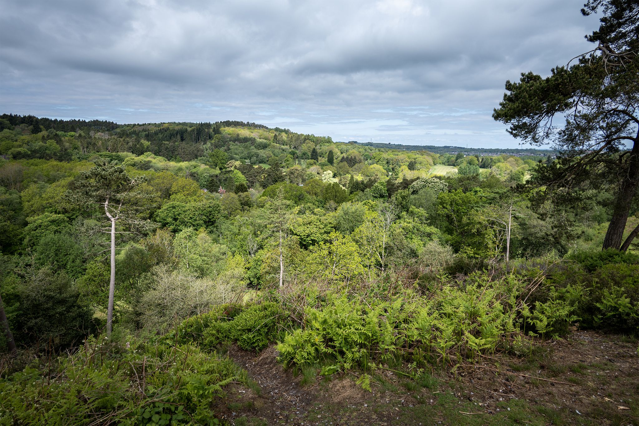 Beacon Hill from Bilberry Hill