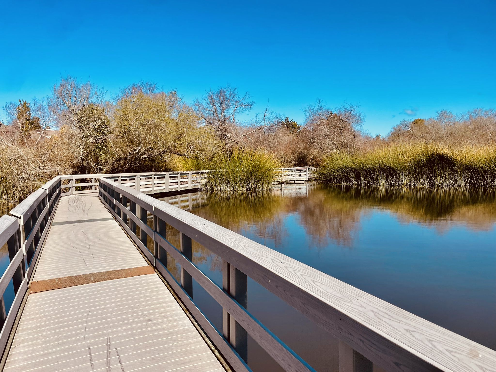 A wooden boardwalk curves beside still water, surrounded by reeds and trees. - Neary Lagoon