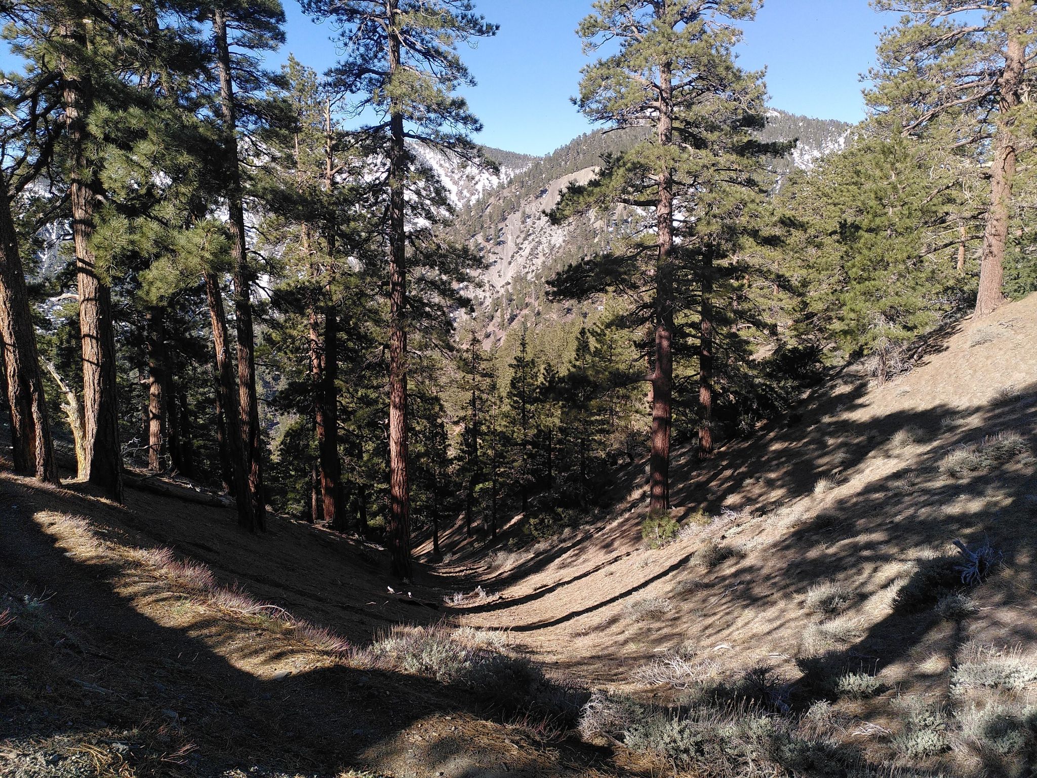 Sunny forest valley with tall pine trees and distant mountains. - Pacific Crest Trail - California Section D