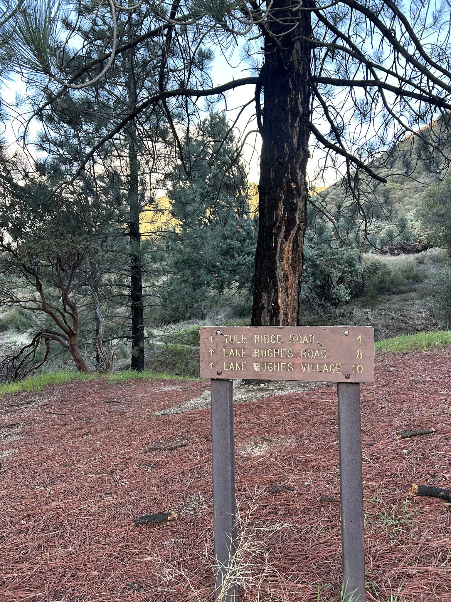 A rustic trail sign stands on pine-needle covered ground among trees under soft light. - San Francisquito Canyon South via Pacific Crest Trail
